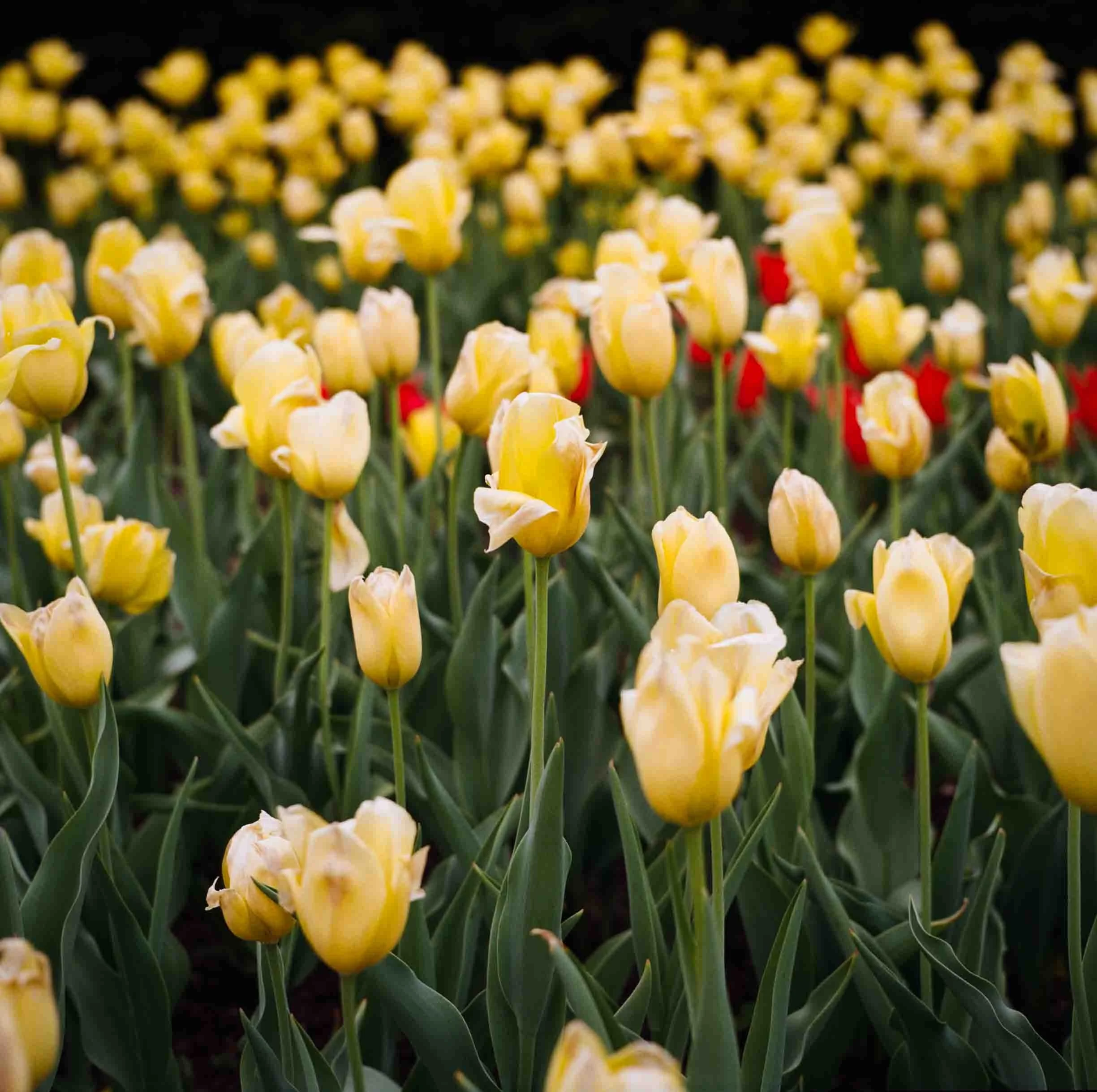 central-park-nyc-yellow-tulips.jpg