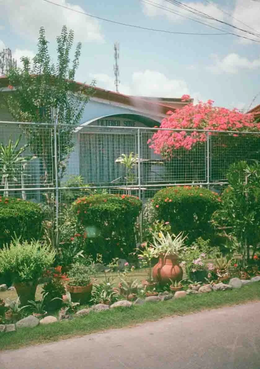 A lush garden with various potted and planted flowers and bushes in front of a metal fence. A house with a sign partially visible behind the fence, pink flowering bush, tree, and telecommunications tower in the background.