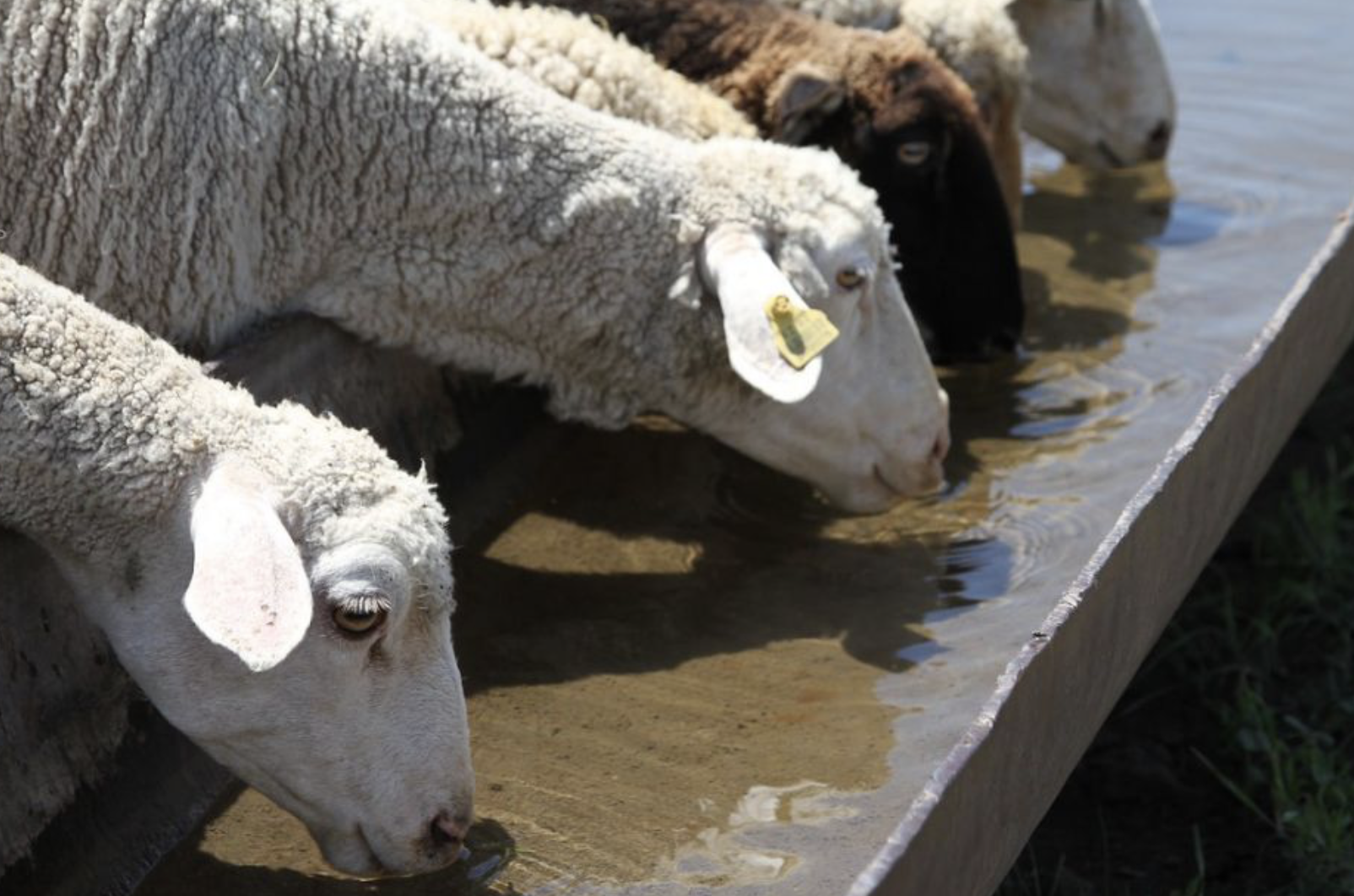 Livestock Watering