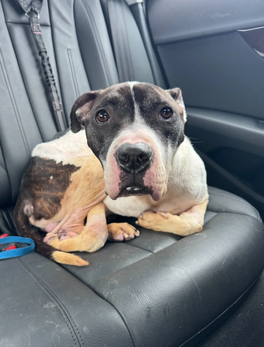 An emaciated black and white dog sitting on a car seat, looking directly at the camera with wide eyes. animal abuse survivor.