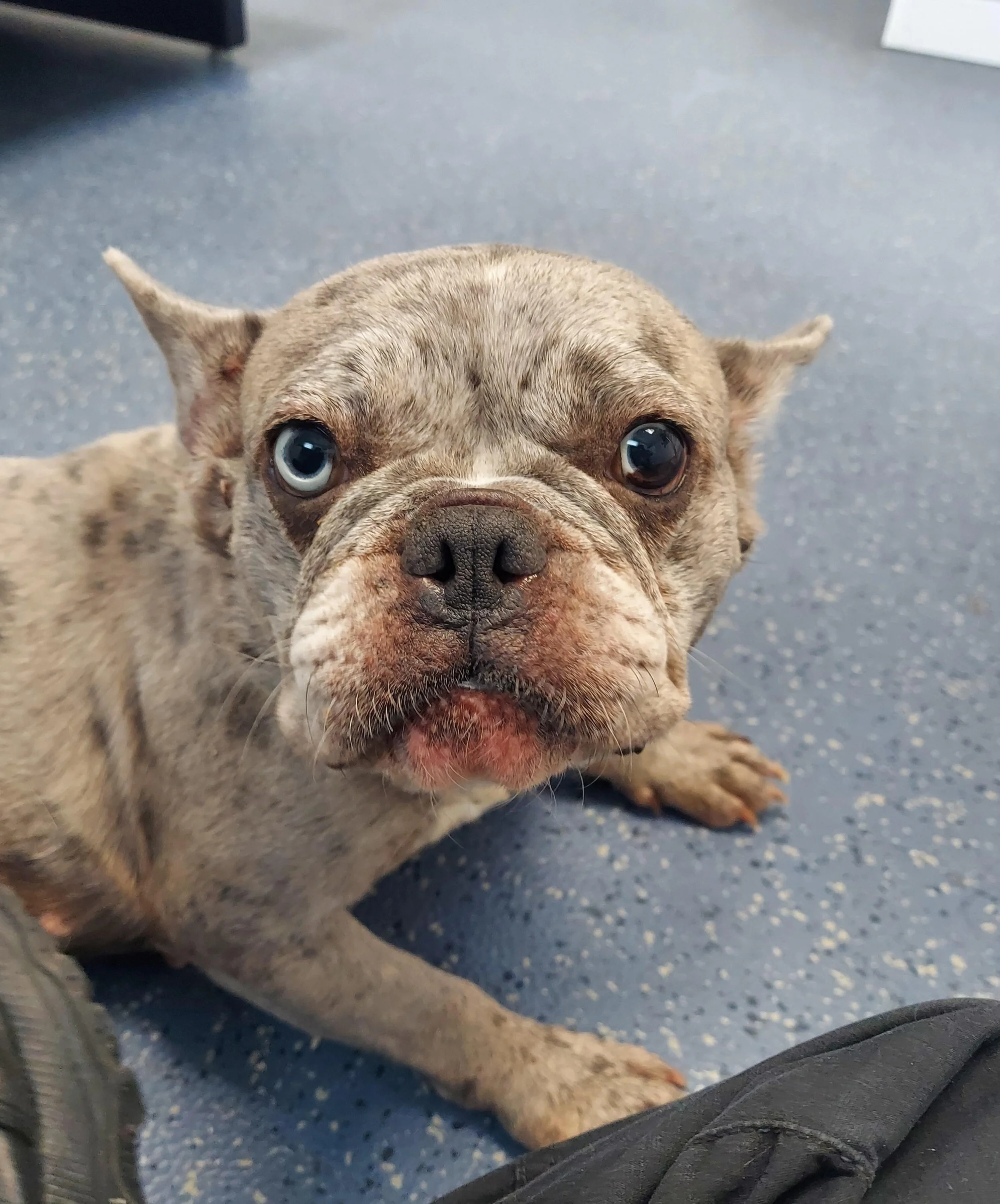 Close-up of a small brindle-colored French Bulldog with one blue eye and one brown eye, lying on a blue speckled floor.
