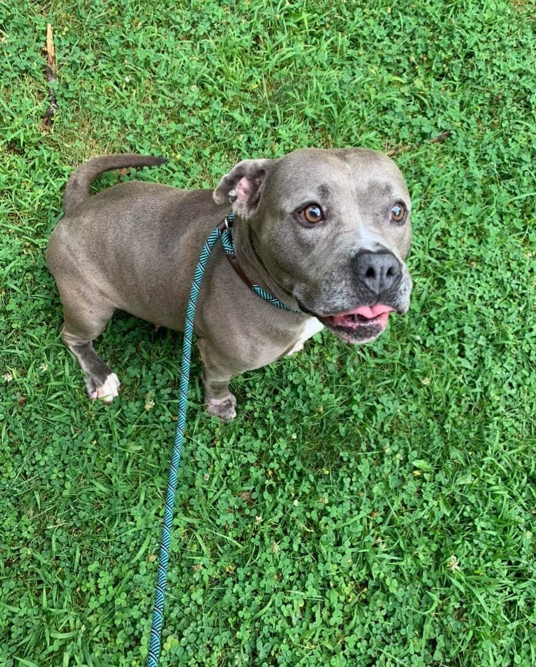 A cute puppy eyed gray dog with a white chest lying on green grass, wearing a blue striped leash, looking up with ears slightly back and tongue slightly out.