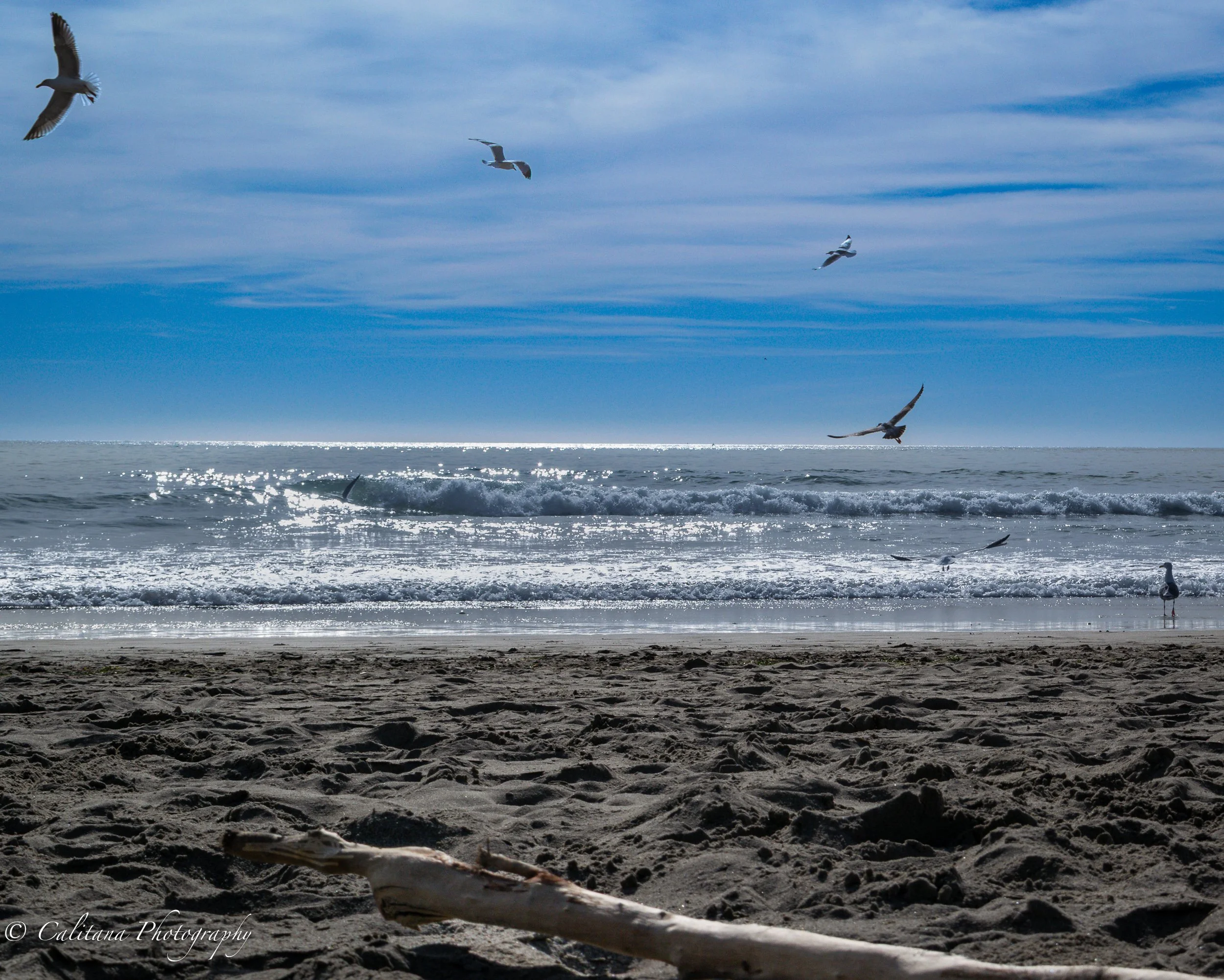 Calitana-Ocean and Gulls