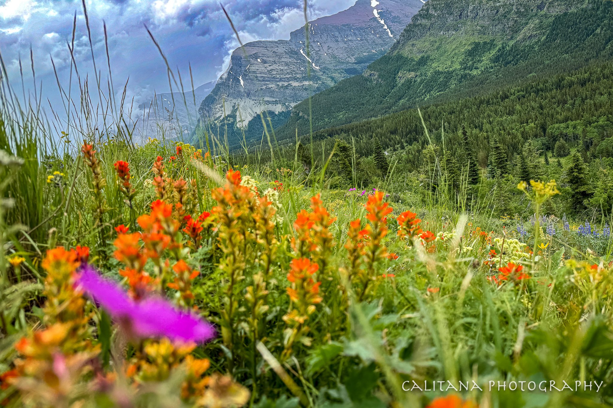 Mountain Wildflowers in Bloom