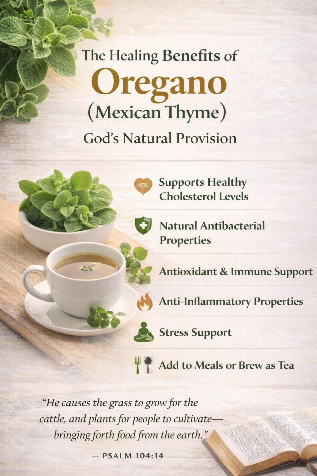 The Healing Benefits of Oregano (Mexican Thyme): God’s Natural Provision