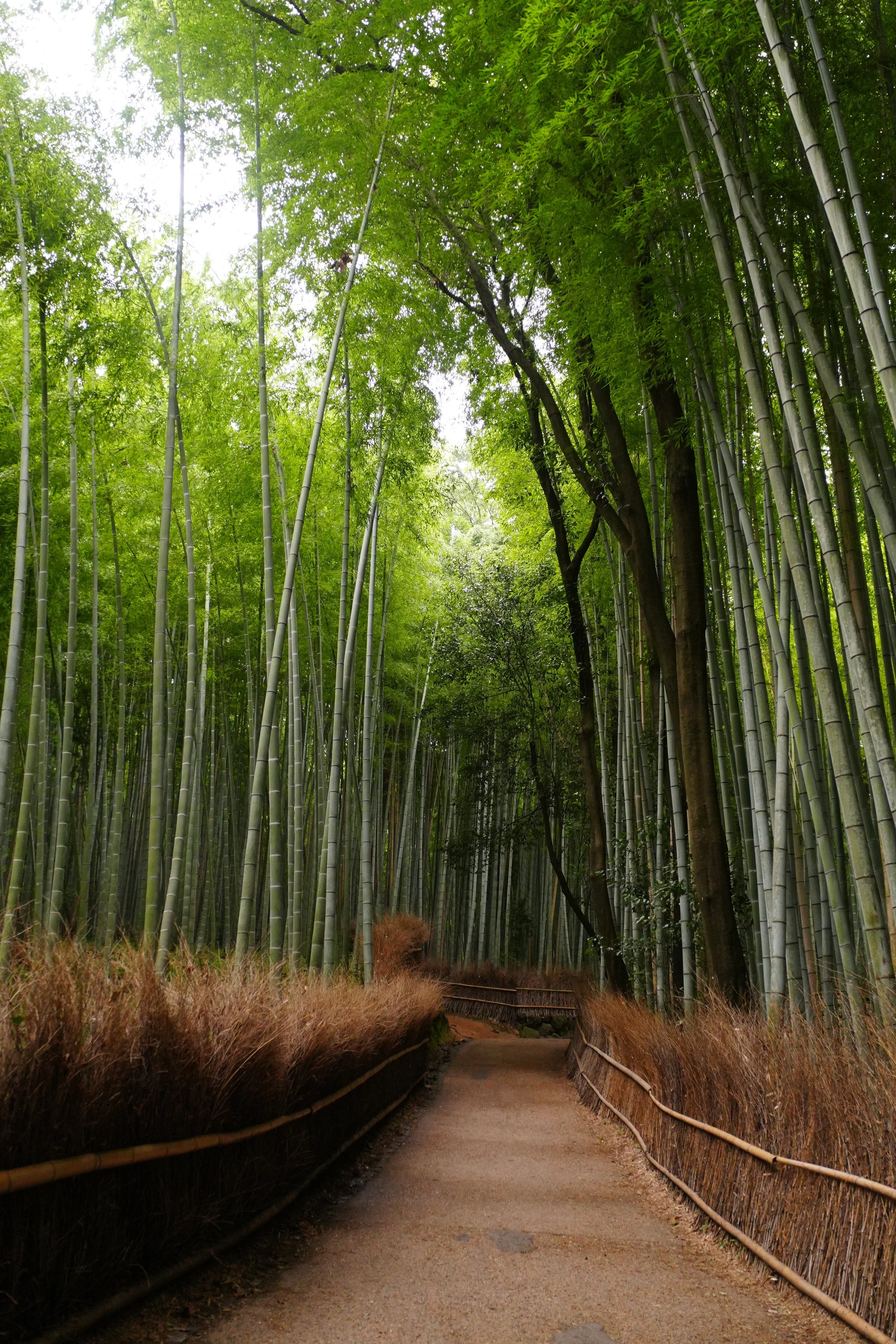 Arashiyama Bamboo Grove next to Ōkōchi Sansō