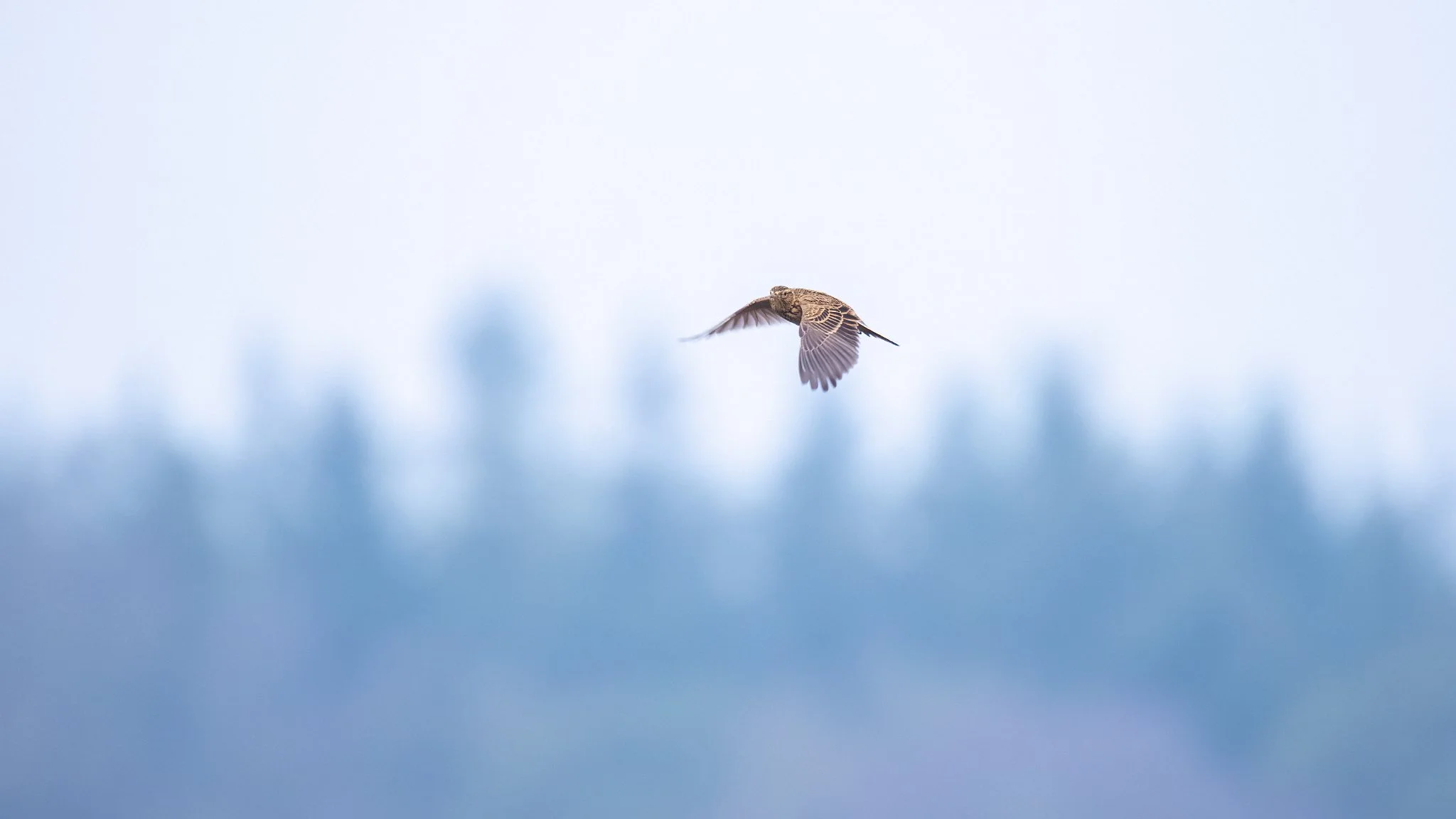 _N0A8985-Mejorado-NR-Editar_2048x1152_U_100_Original ratio.jpg