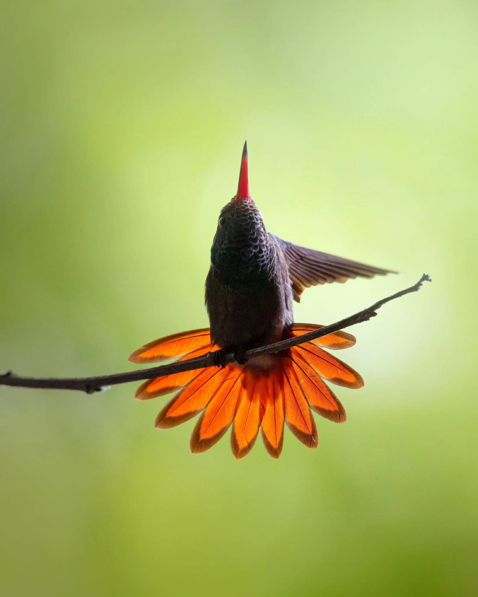 A hummingbird with a red beak perched on a thin branch, displaying vibrant orange feathers underneath.