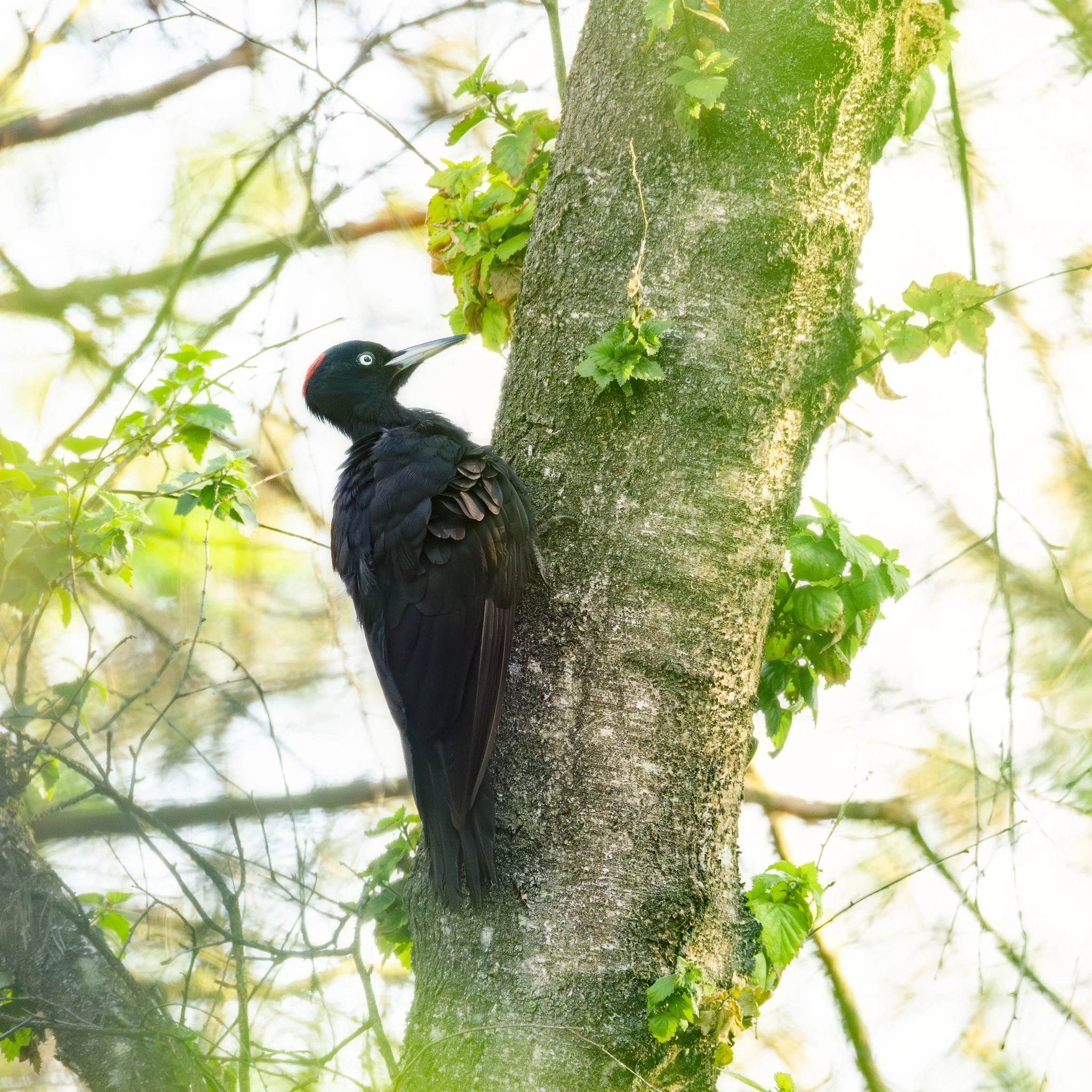 _N0A9123-Editar_2048x2048_U_100_Original ratio.jpg