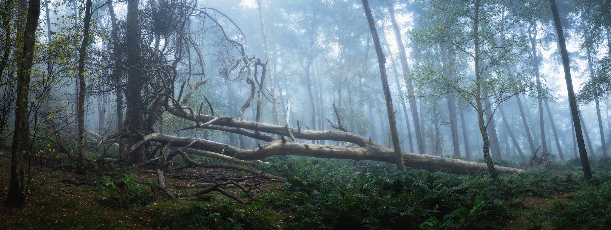 tree pano_2048x772_U_110_Original ratio.jpg