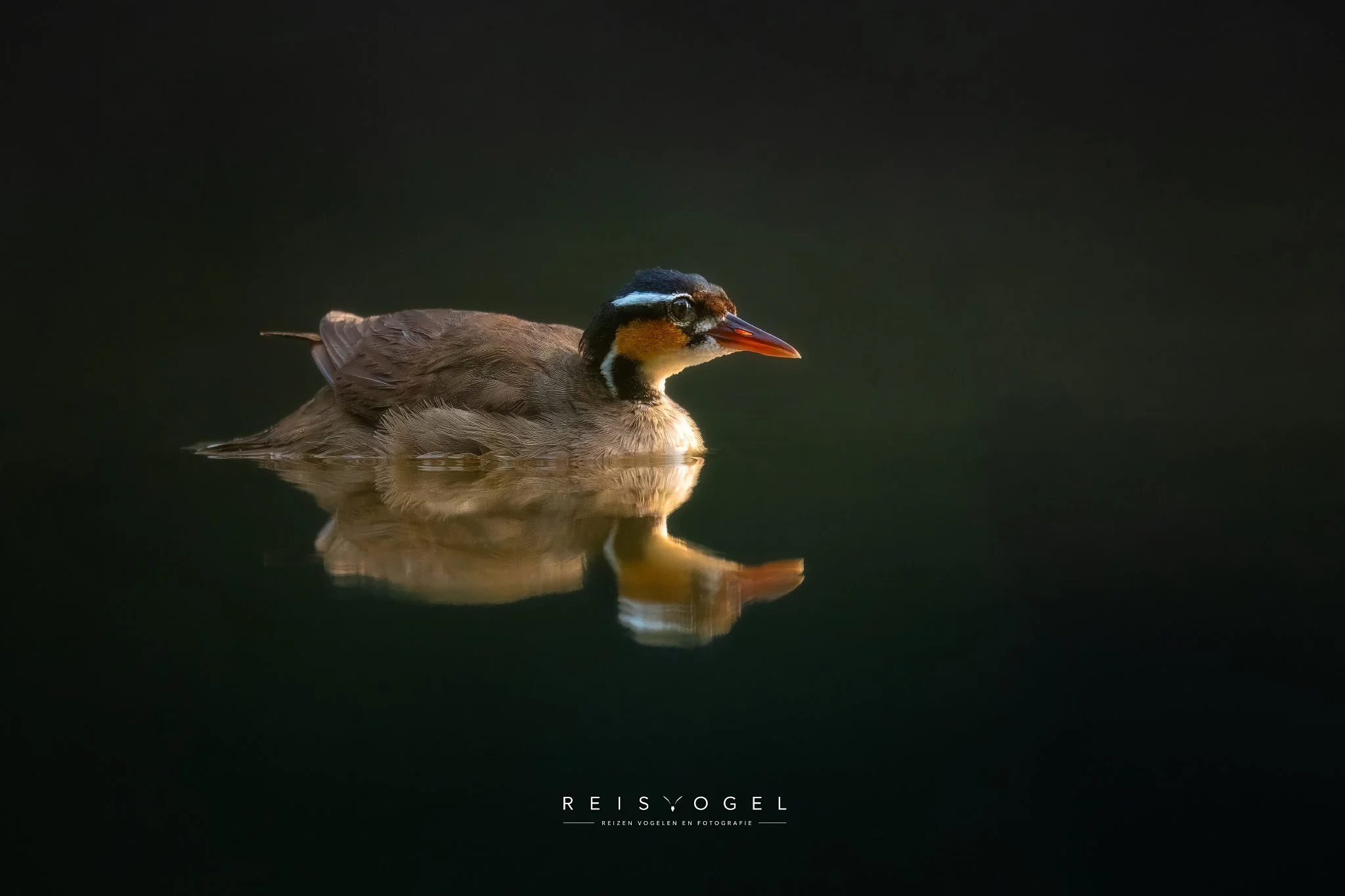 Sungrebe_Original ratio_2048x1365_U_100.jpg