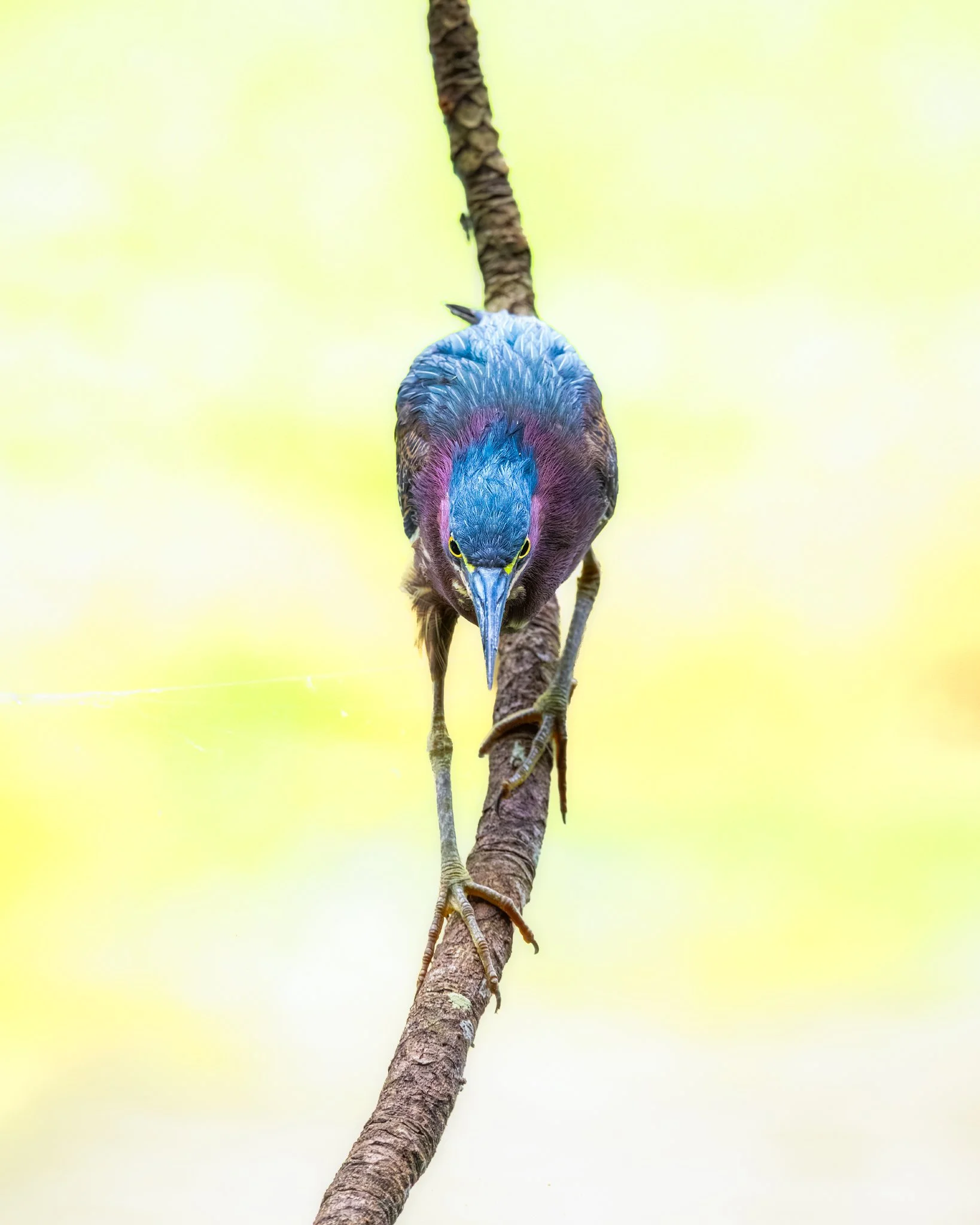 Colorful bird perched on a branch, facing the camera.