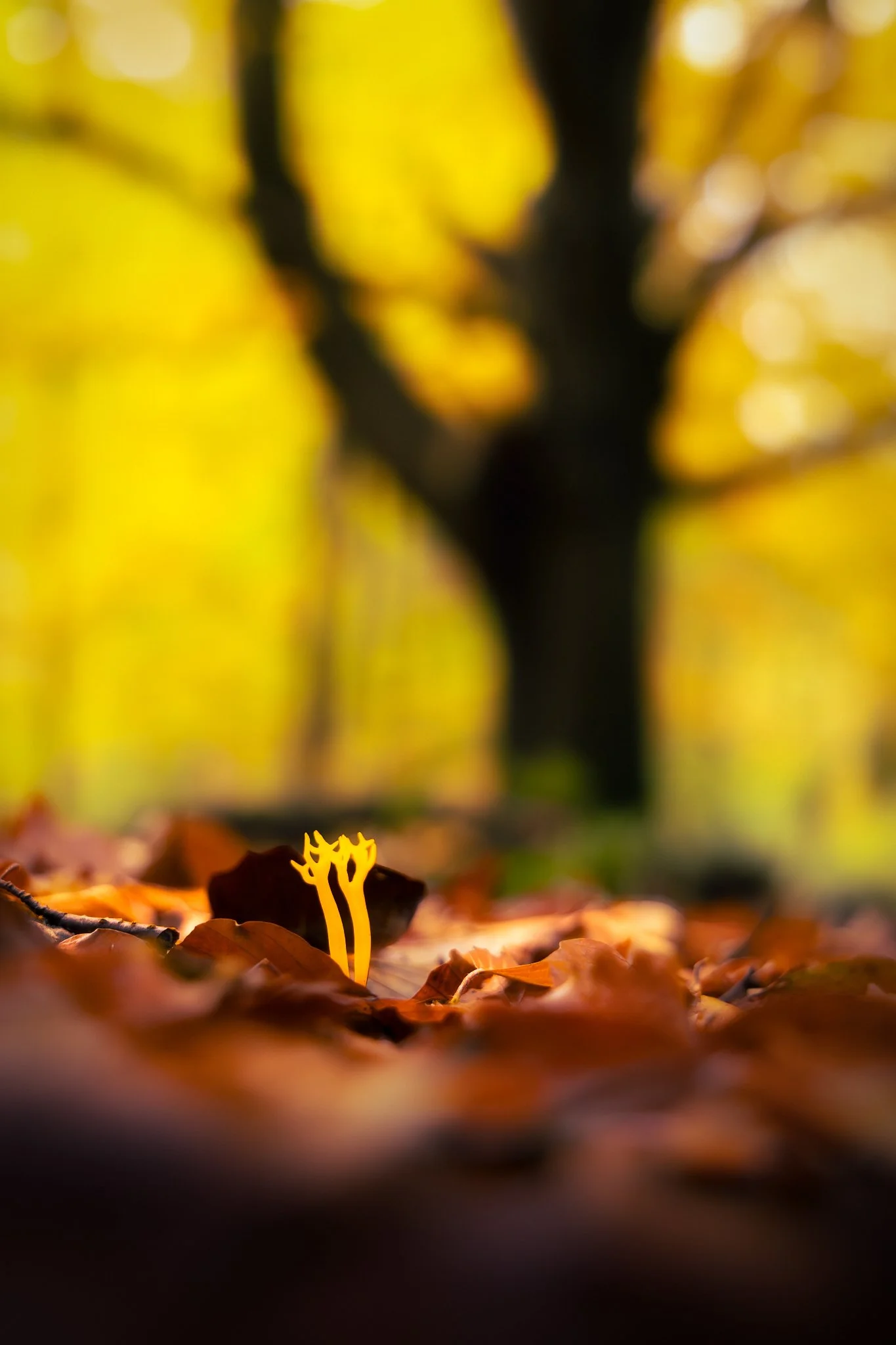 _N0A5964-Editar_1365x2048_U_100_Original ratio.jpg