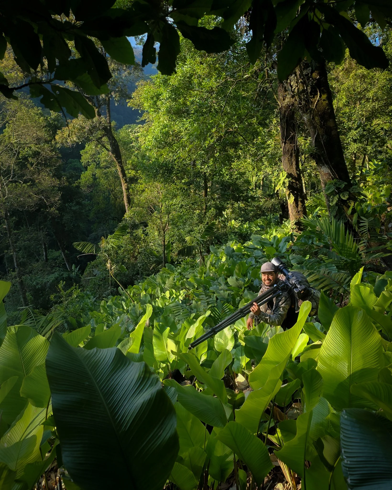 A person with a beard wearing a hat and backpack is in a lush green jungle, holding a camera with a tripod, surrounded by large tropical leaves and tall trees, with mountains in the background.