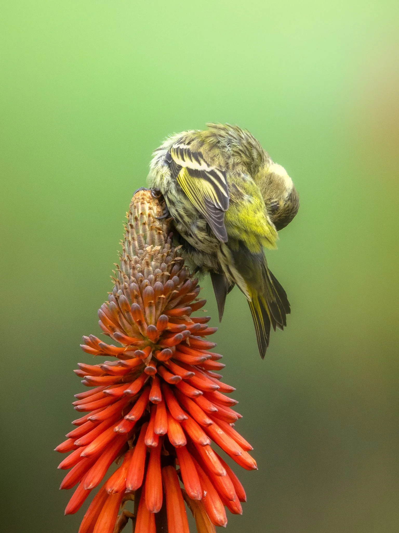 _N0A8604-Edit_1536x2048_U_100_Original ratio.jpg