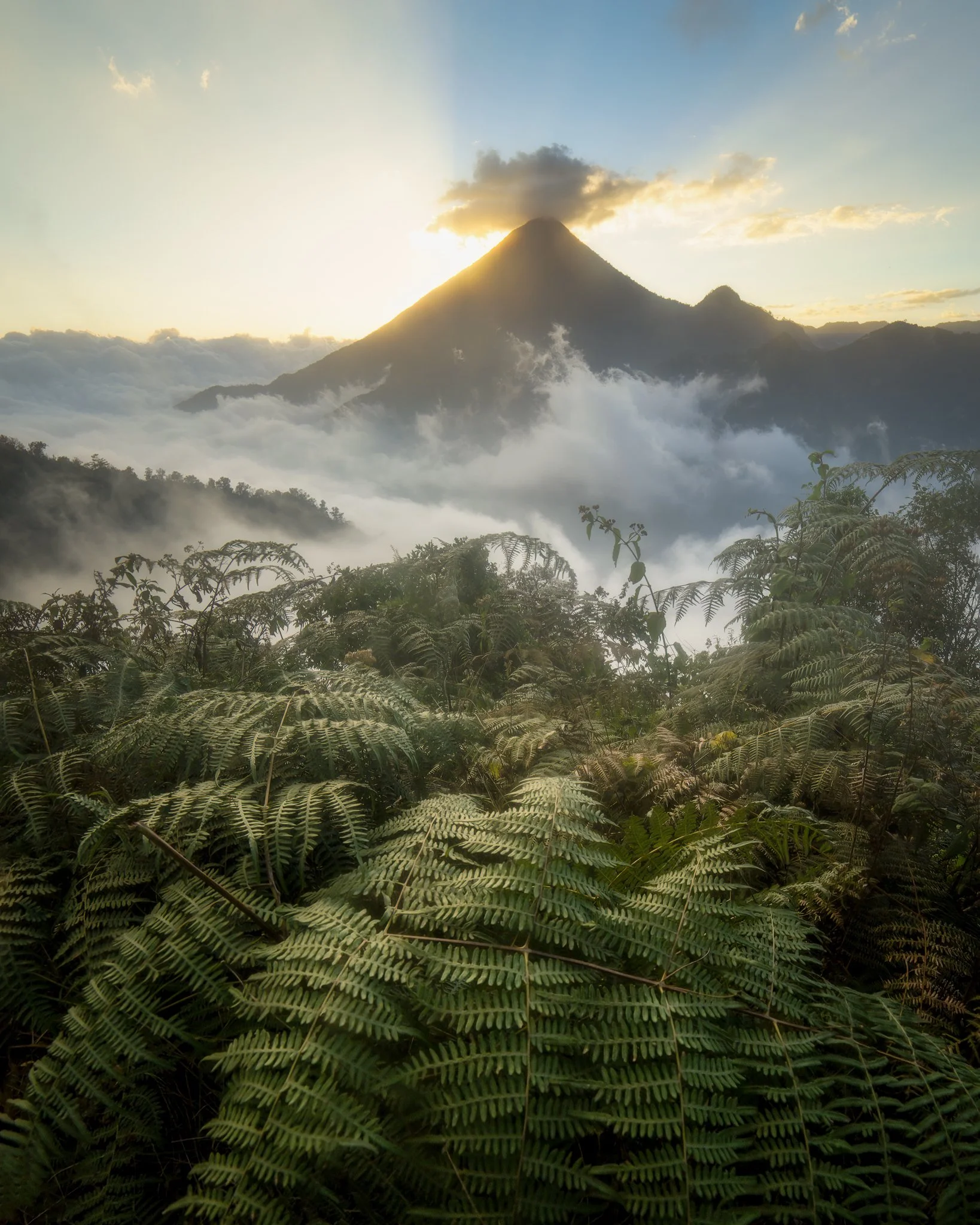 A mountain with a volcanic cone, surrounded by fog and clouds, with lush green ferns in the foreground at sunrise or sunset.