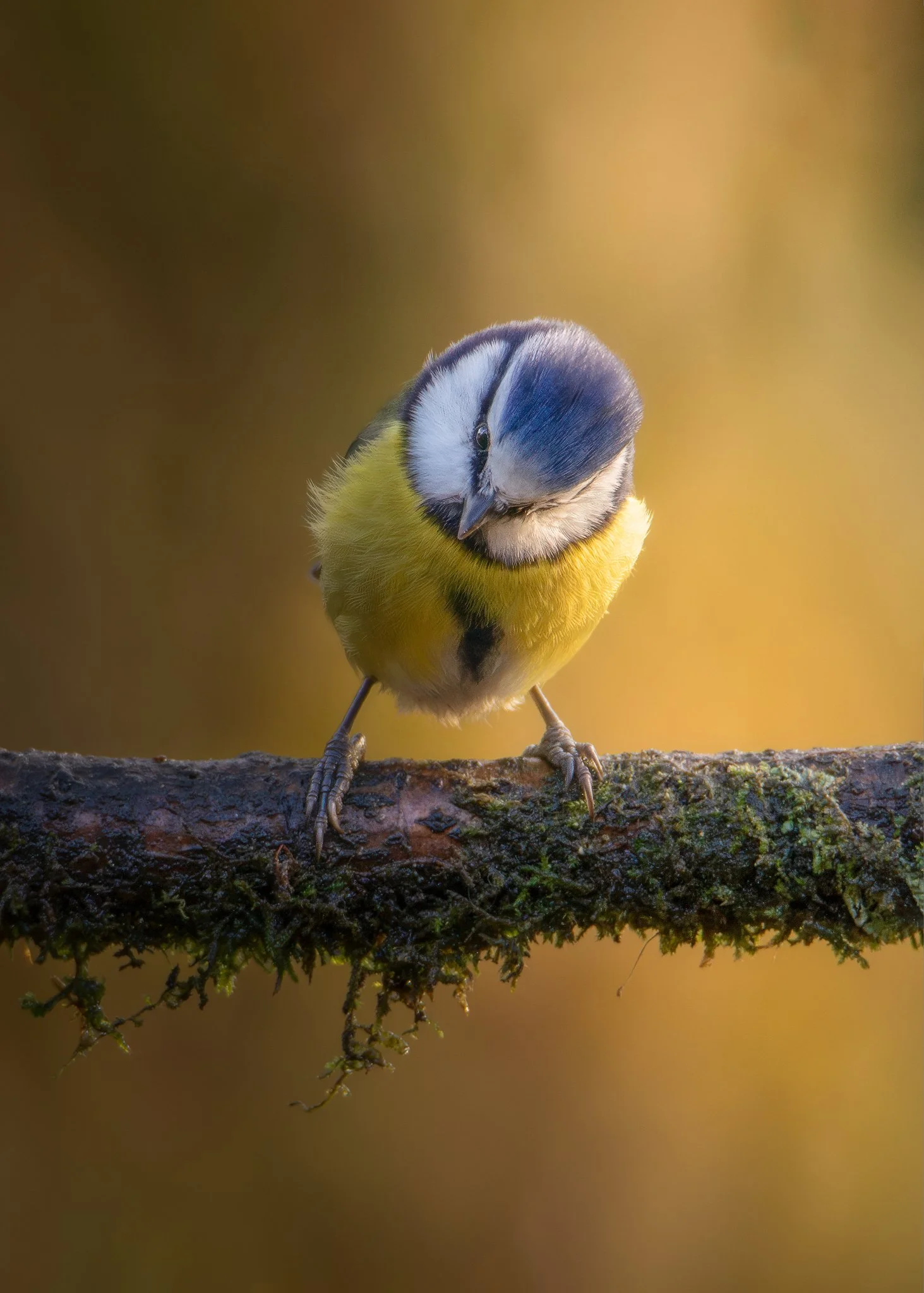 EF0A2429-Enhanced-NR_1463x2048_U_110_Original ratio.jpg