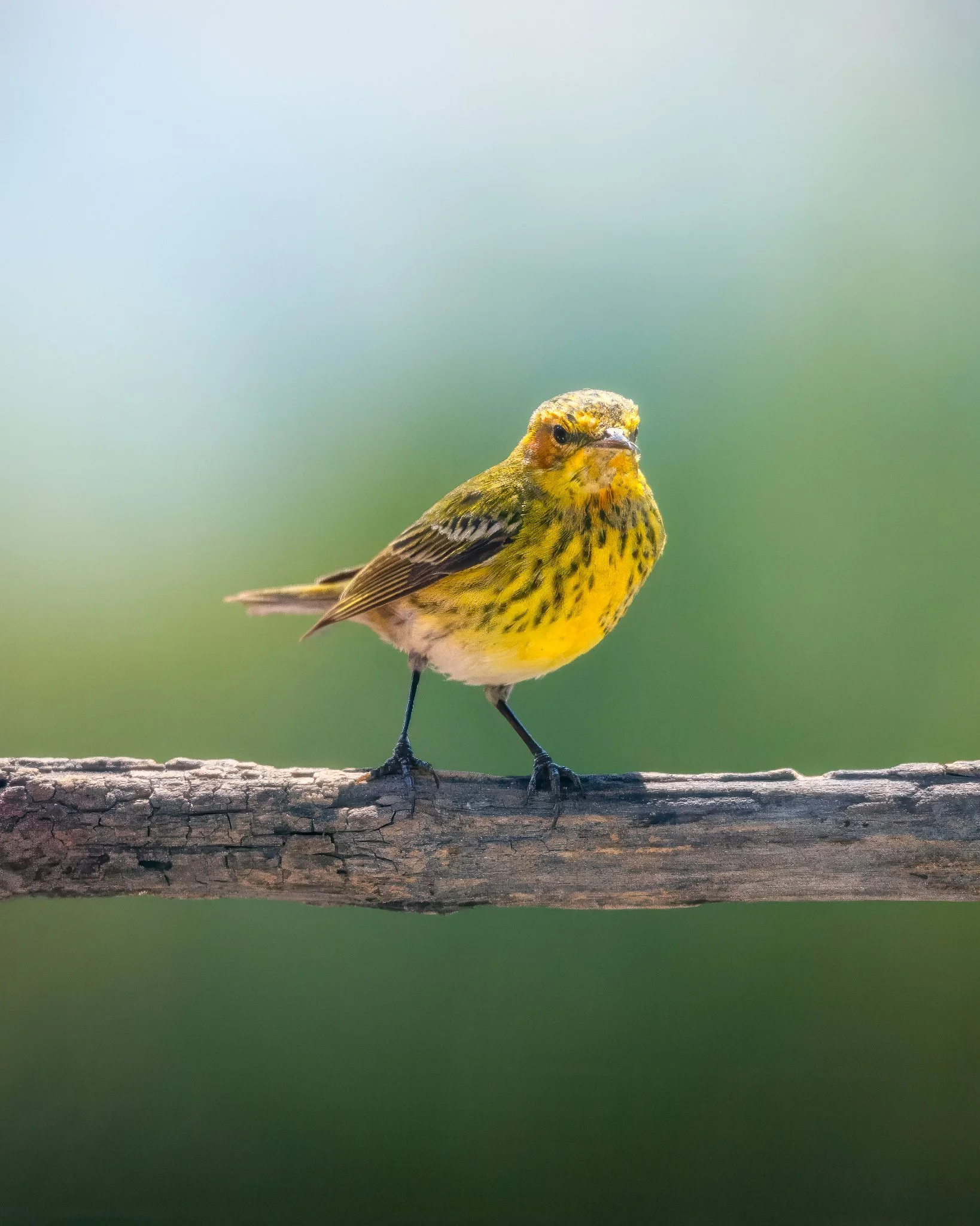 _Q0A4357-Editar_Original ratio_1638x2048_U_100.jpg