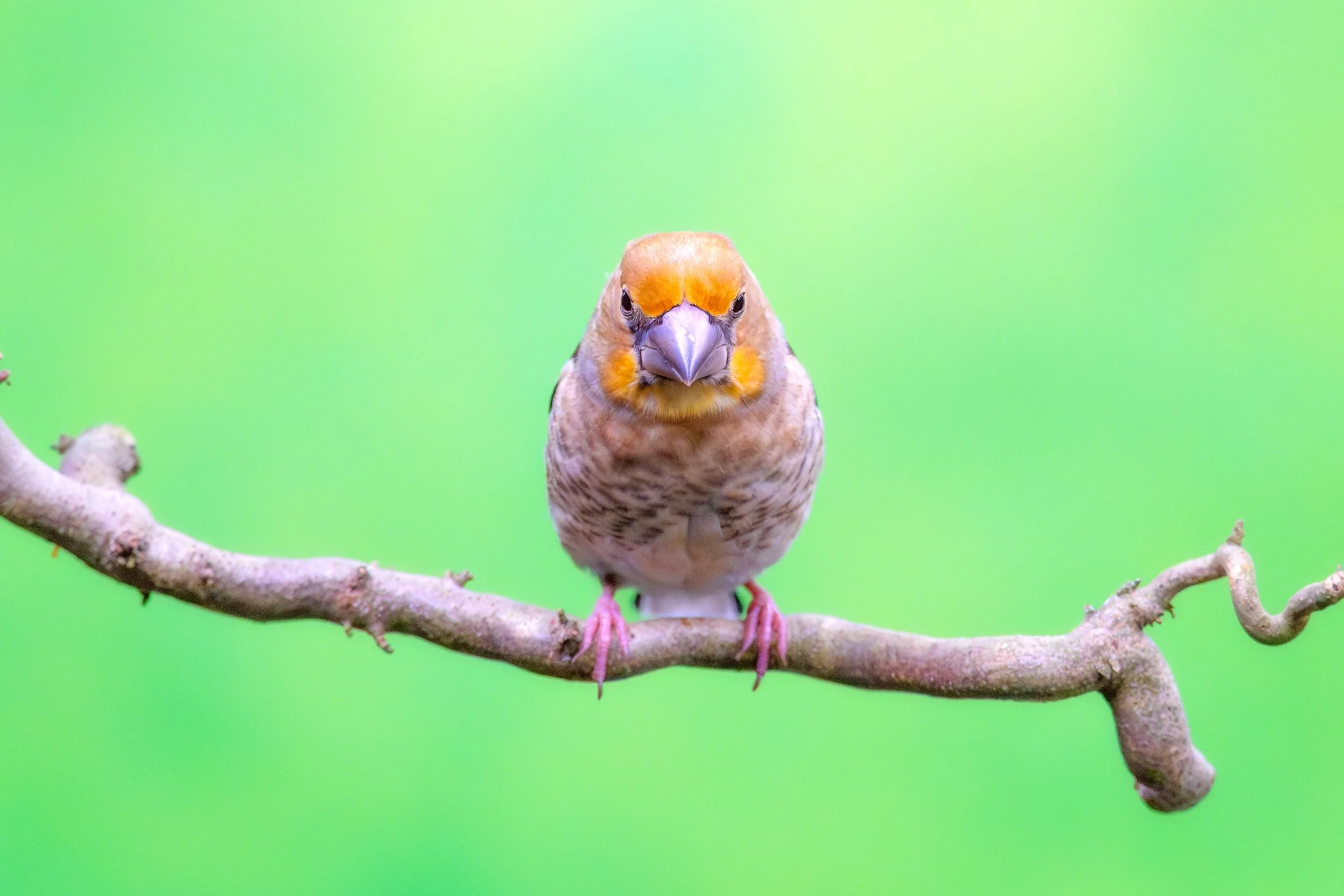 _N0A6984-Mejorado-NR-Editar_3072x2048_U_100_Original ratio.jpg