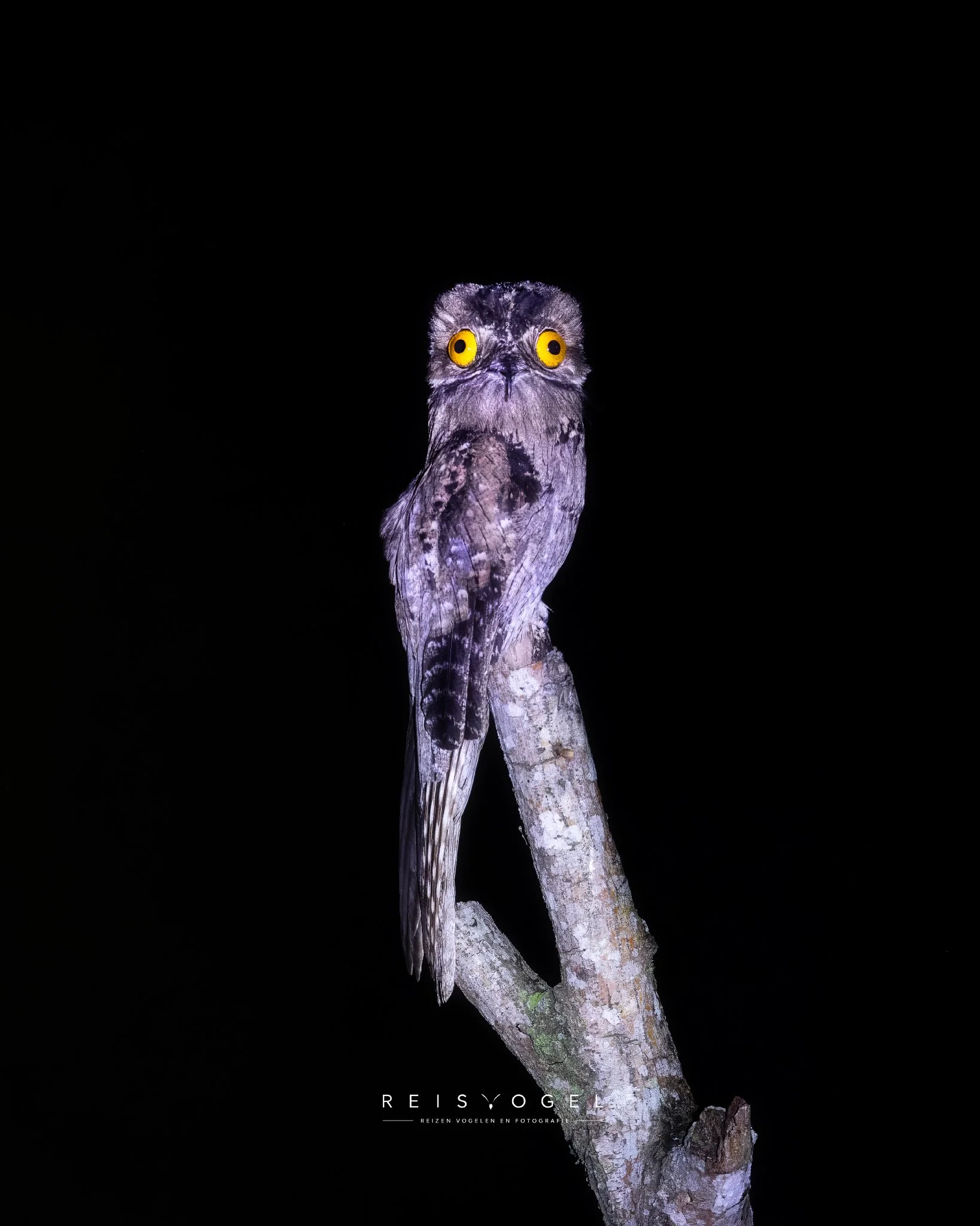 Northern Potoo_Q0A0921-topaz-rawdenoise-sharpen_Original ratio_1638x2048_U_100.jpg