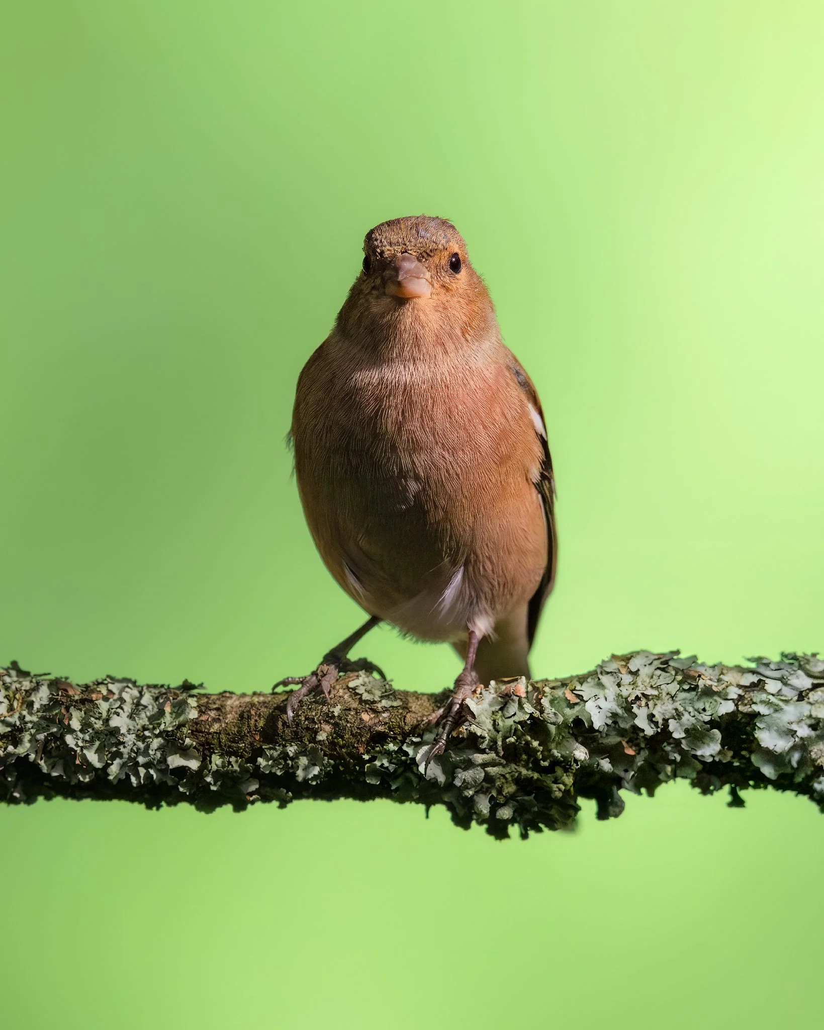 _N0A5238-Editar_1639x2048_U_100_Original ratio.jpg