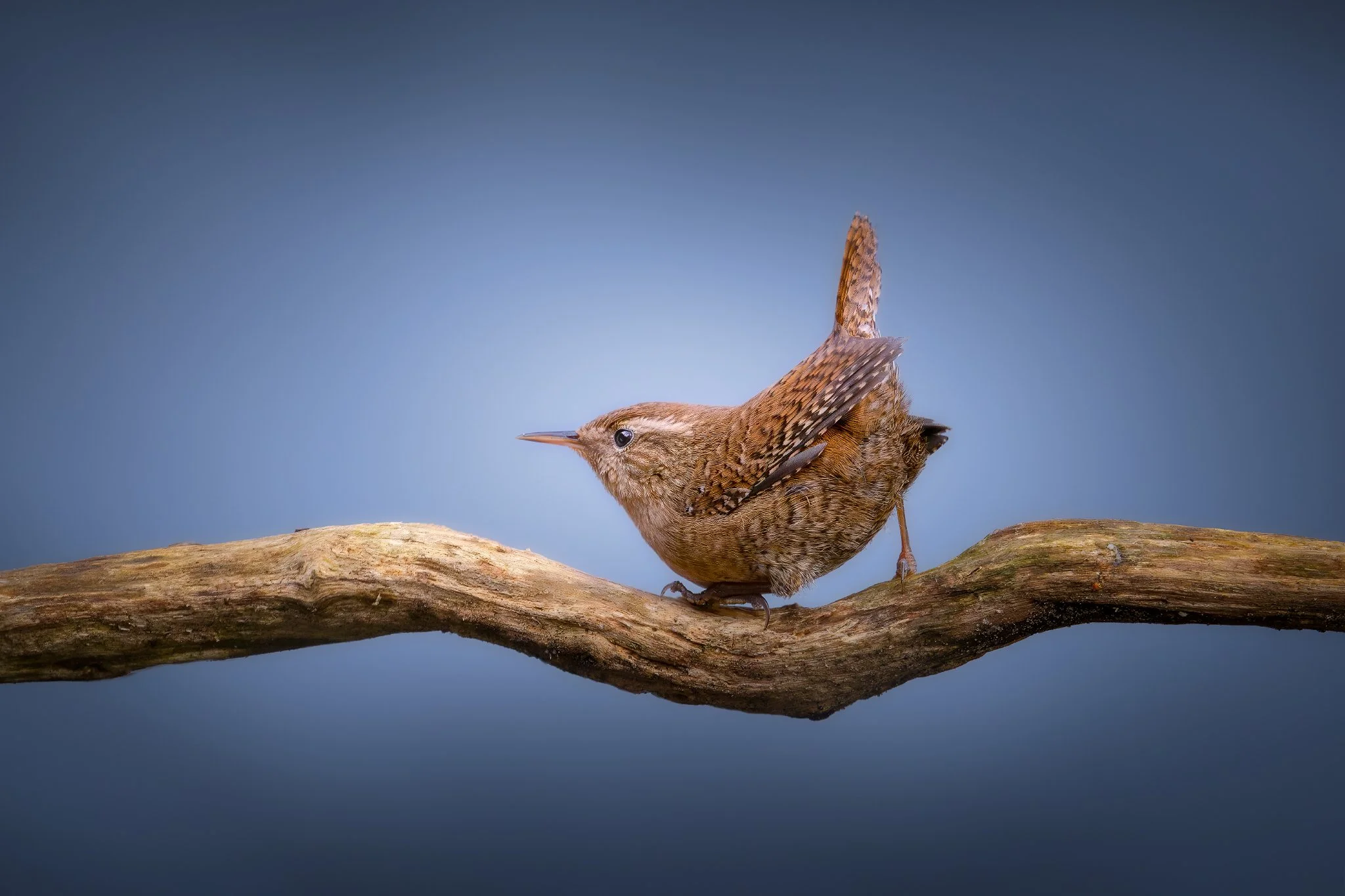 _N0A7473-Mejorado-NR_2048x1365_U_100_Original ratio-2.jpg