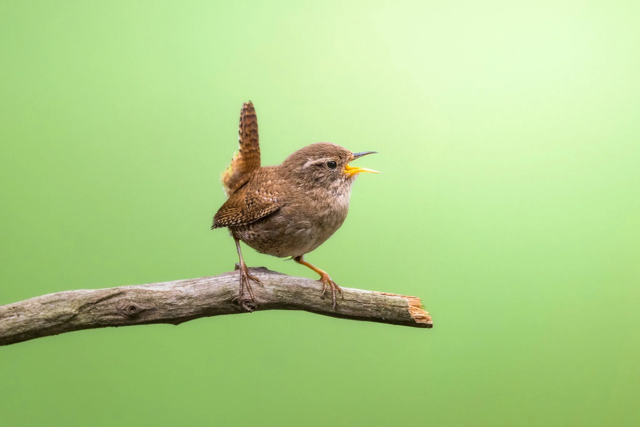 _N0A5055-Editar_2048x1365_U_100_Original ratio.jpg