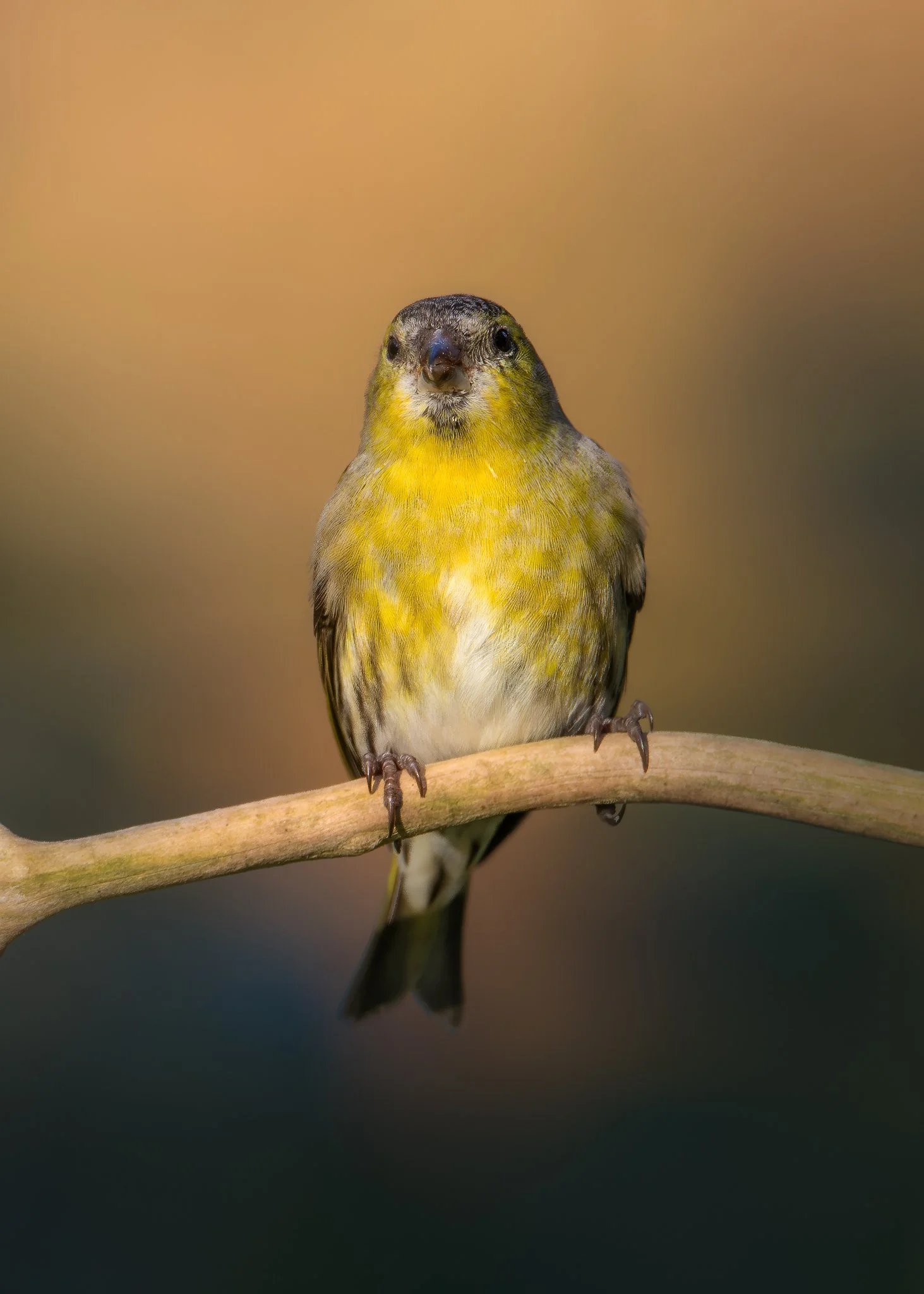 EF0A3928-Enhanced-NR_1463x2048_U_110_Original ratio.jpg