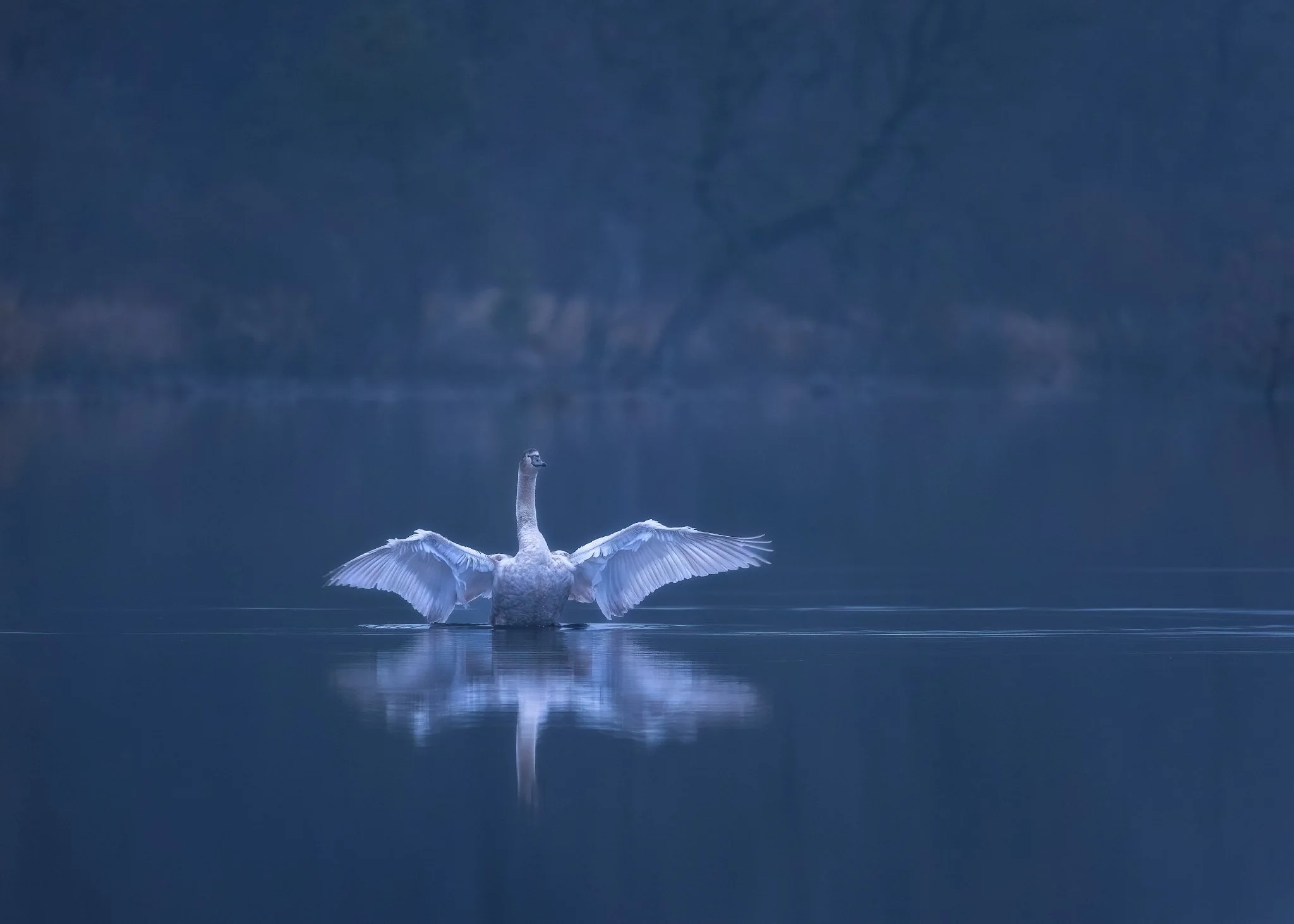 A majestic swan with its wings spread wide, floating on a calm lake with a dark, misty forest in the background.