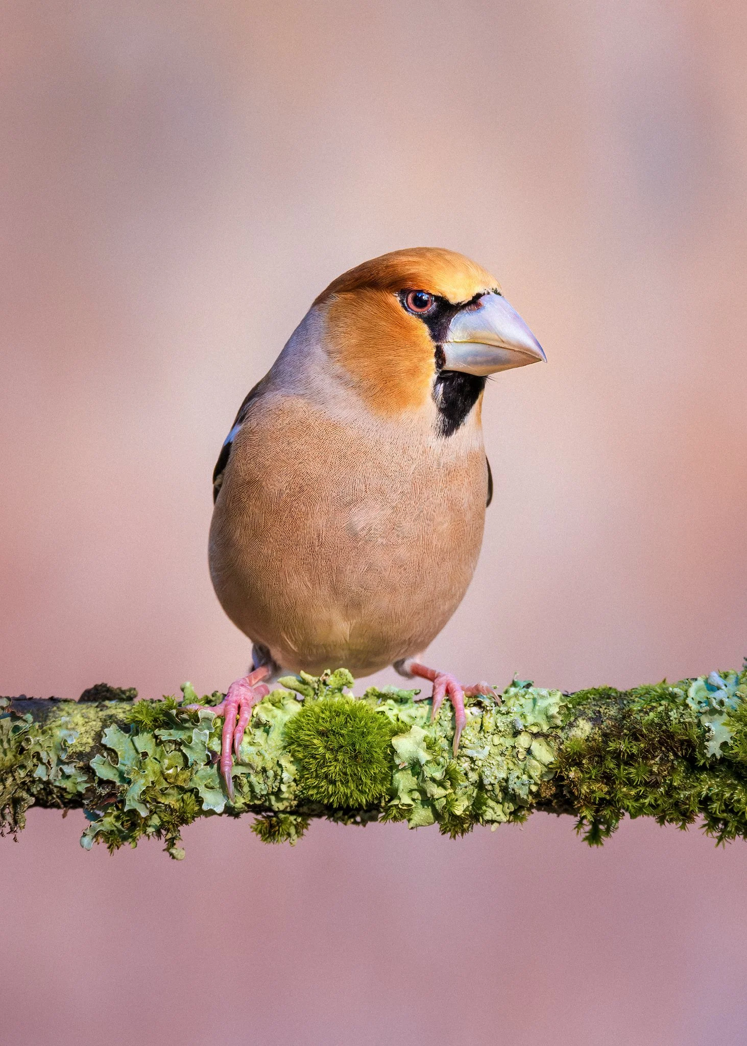 _N0A5875-Mejorado-NR_1463x2048_U_100_Original ratio.jpg