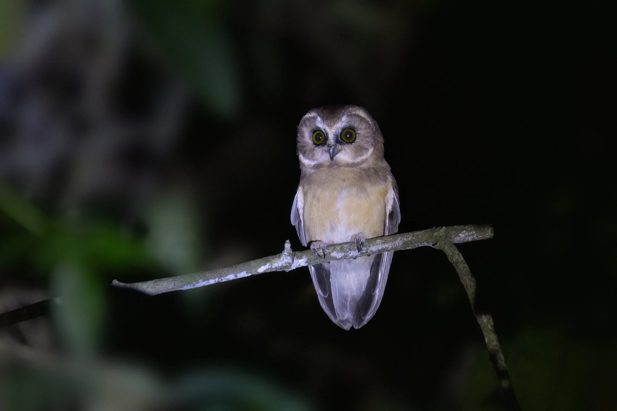 A small owl perched on a tree branch at night, illuminated by a camera flash, with a dark background and blurred green leaves in the foreground.