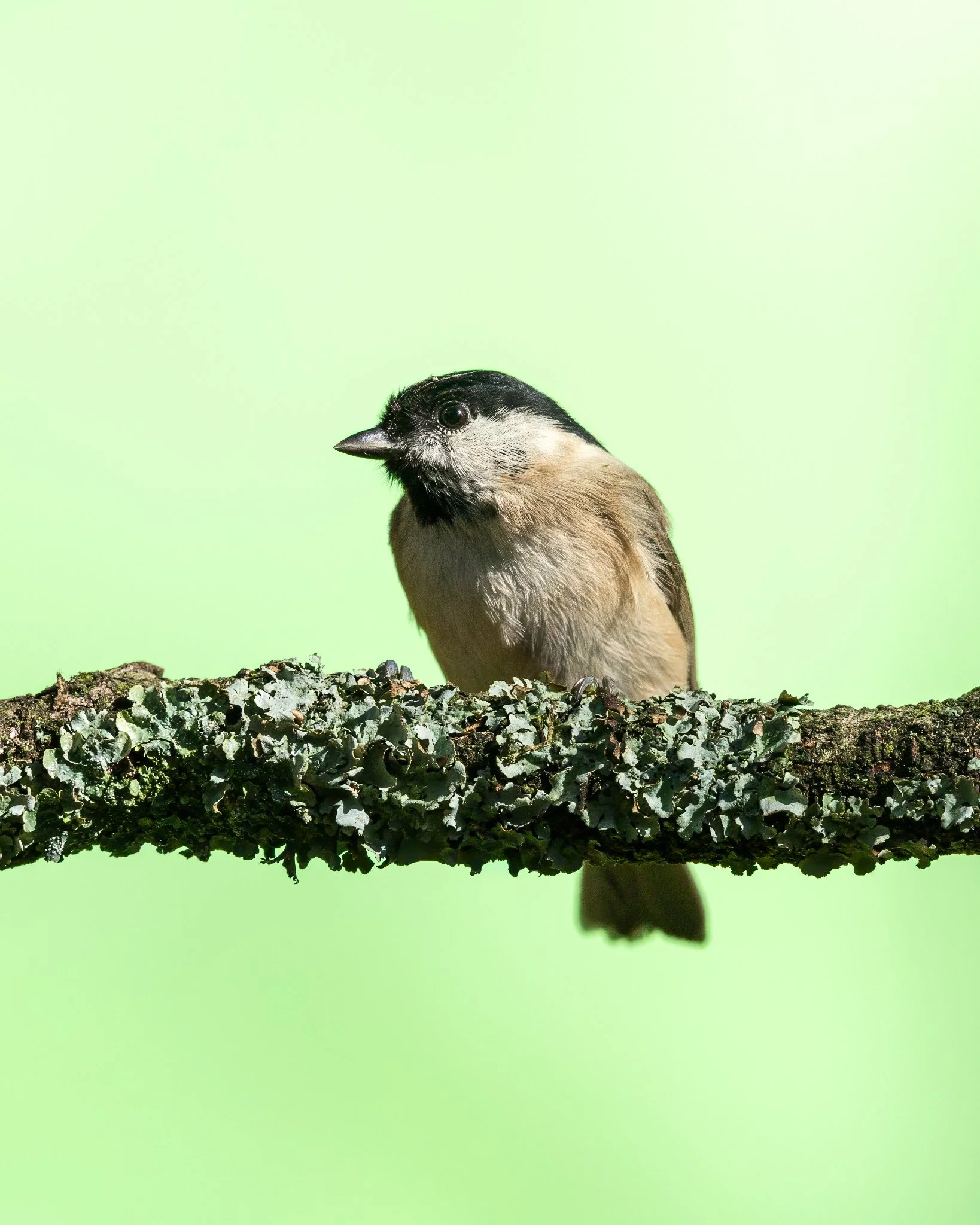 _N0A5121-1_1638x2048_U_100_Original ratio.jpg