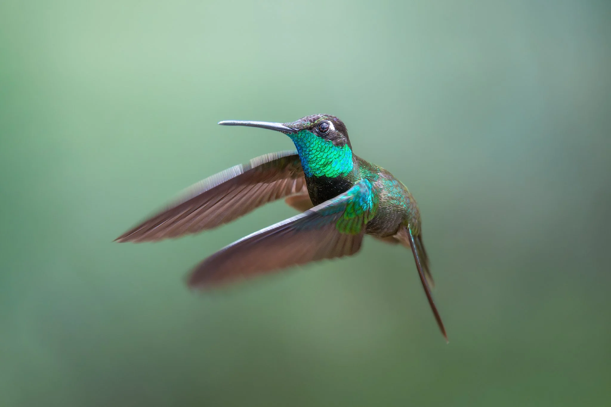 Close-up of a hummingbird in flight with vibrant green and blue feathers against a blurred green background.