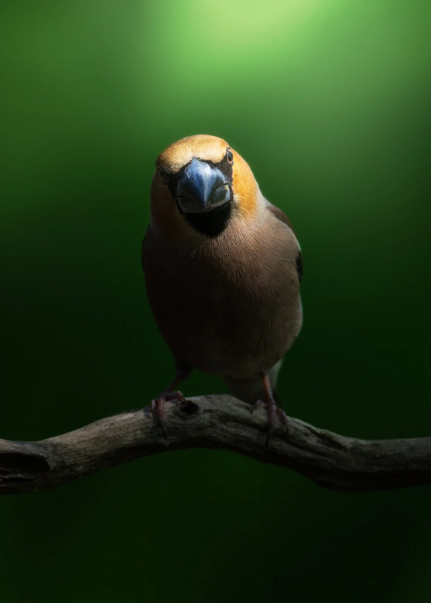 Dutch vogels