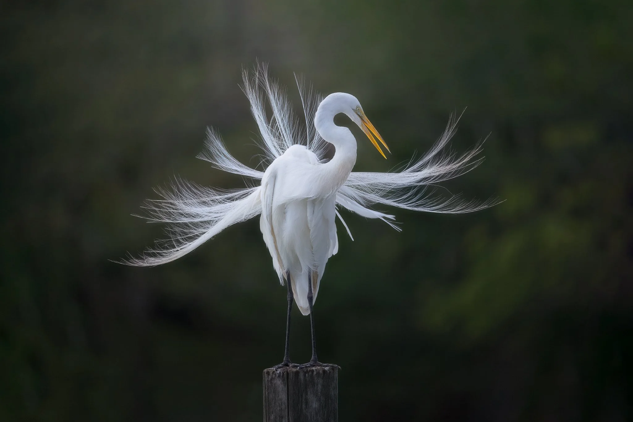 A white egret with its feathers fanned out standing on a wooden post against a blurred dark green background.