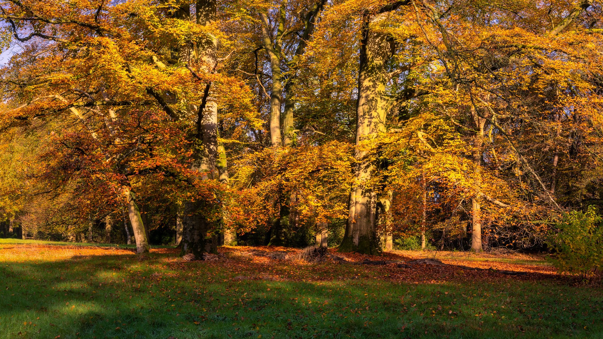 autumn pano_2048x1152_U_110_Original ratio.jpg
