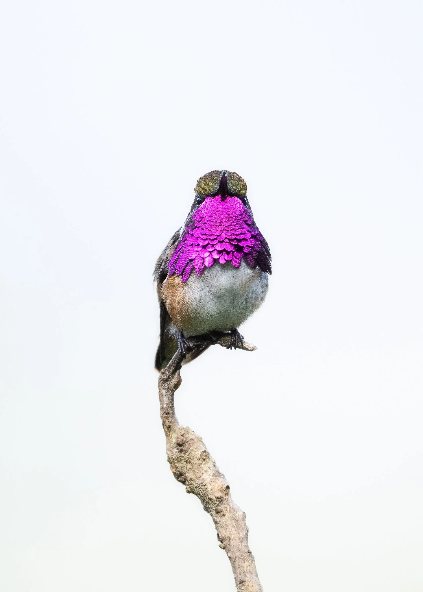 A small hummingbird with vibrant purple feathers on its chest and greenish head, perched on a thin, curved branch against a plain white background.