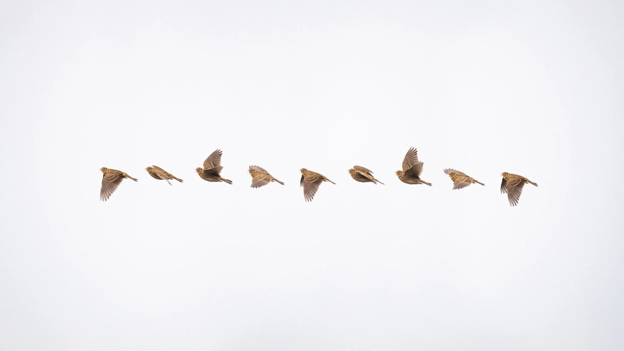 _N0A8797_2048x1152_U_100_Original ratio.jpg