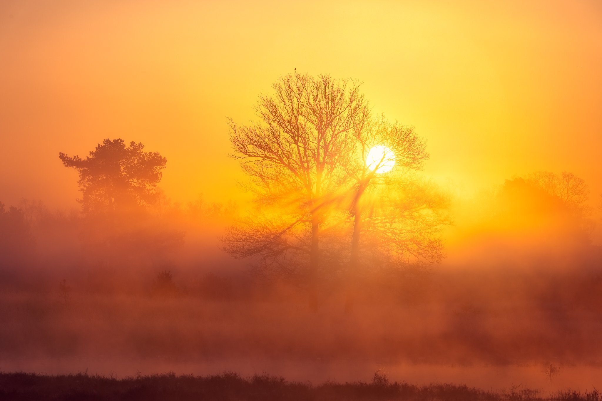Netherlandse Landschappen