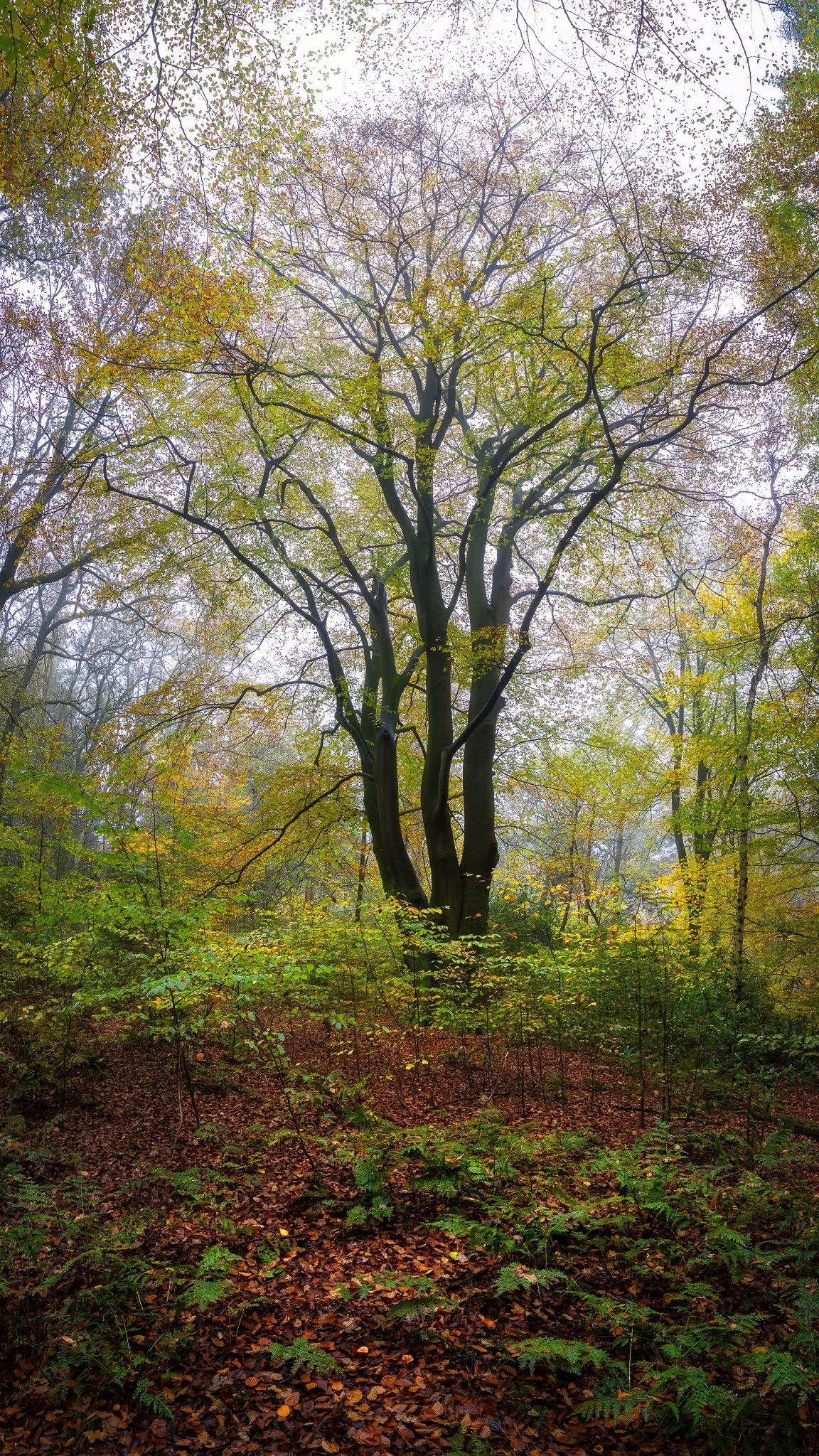 _N0A7135-Pano-Edit_1152x2048_U_110_Original ratio.jpg