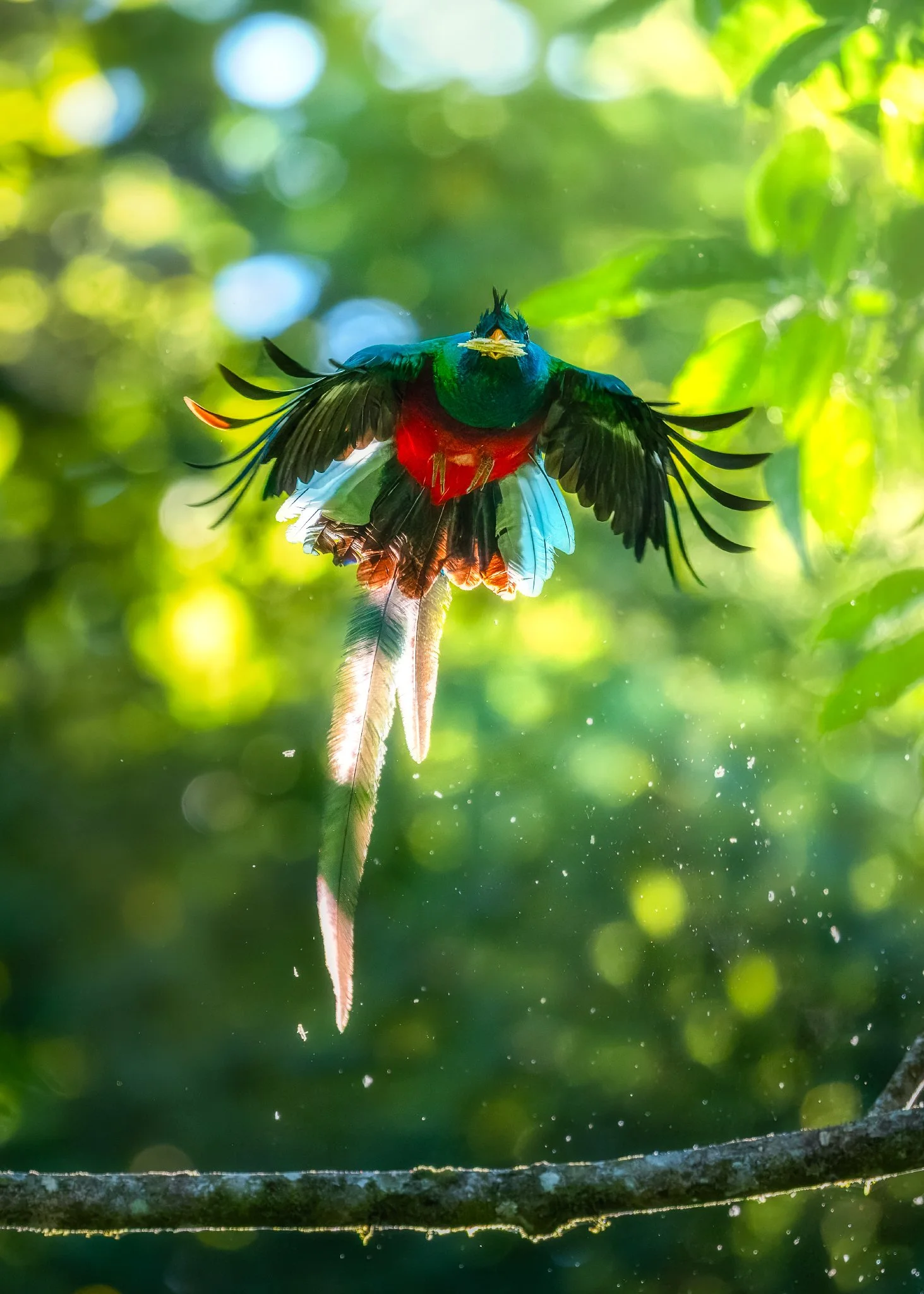 Quetzal flight 4_Q0A5214-topaz-rawdenoise-sharpen-Editar_Original ratio_1463x2048_U_100.jpg