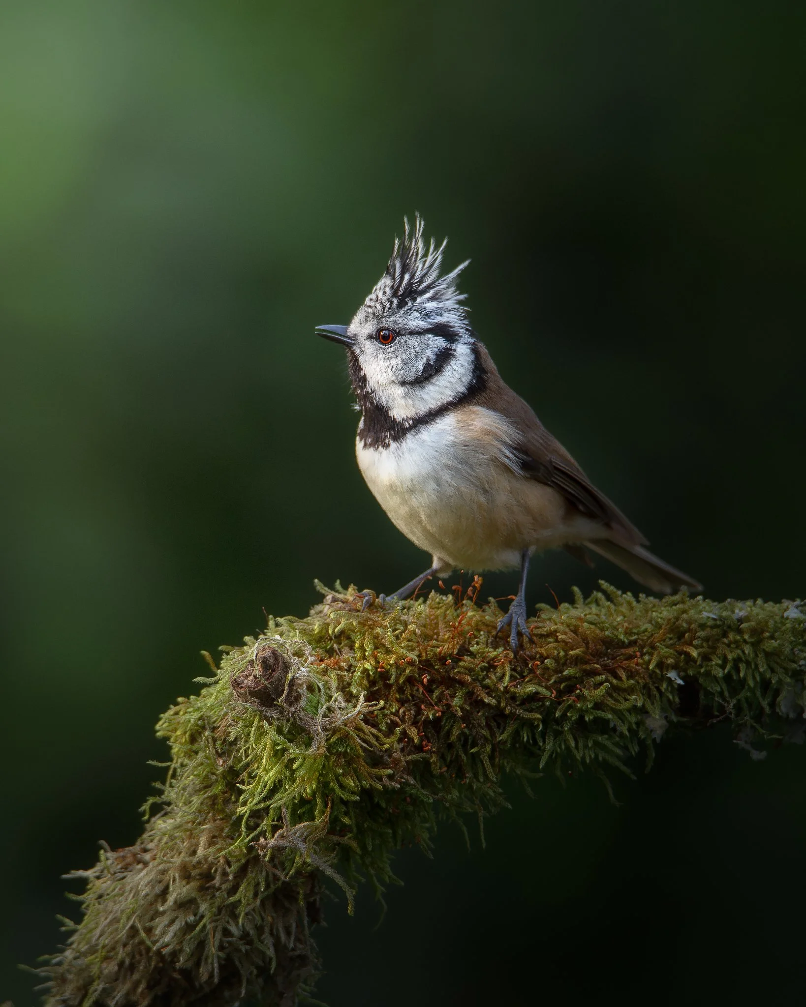 kuifmees_1638x2048_U_100_Original ratio.jpg