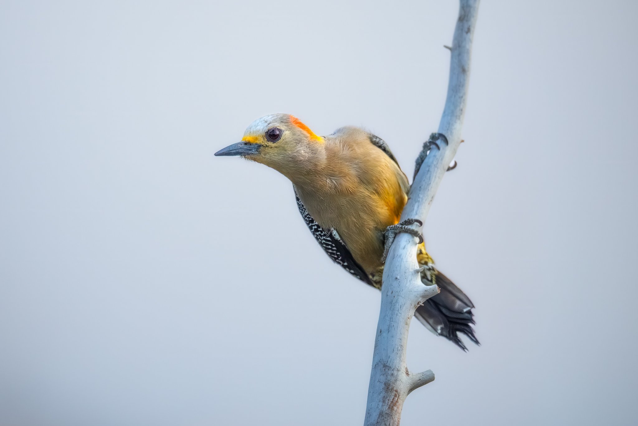 _Q0A5315_Original ratio_2048x1366_U_100.jpg