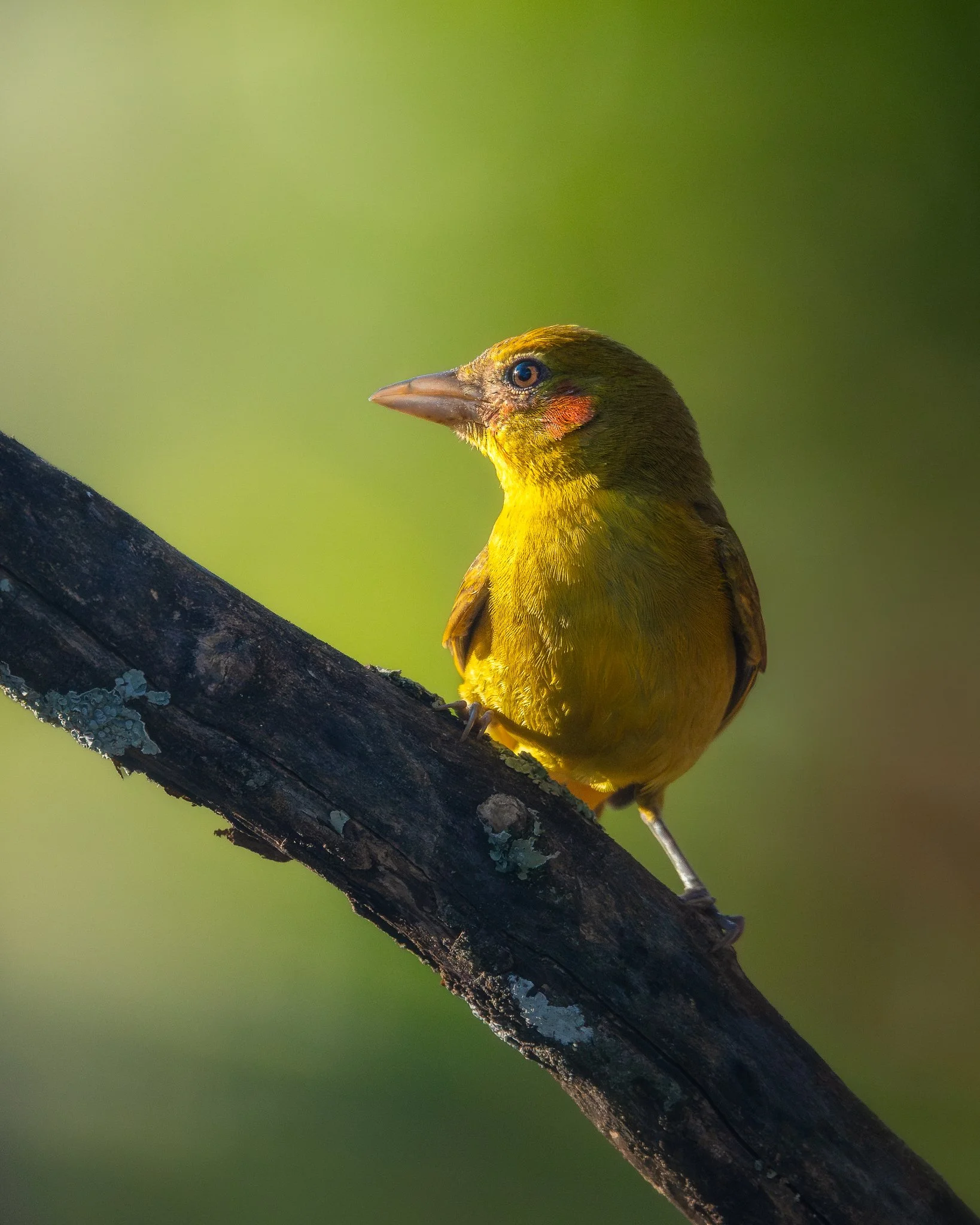 sumer tanager_Original ratio_1638x2048_U_100.jpg