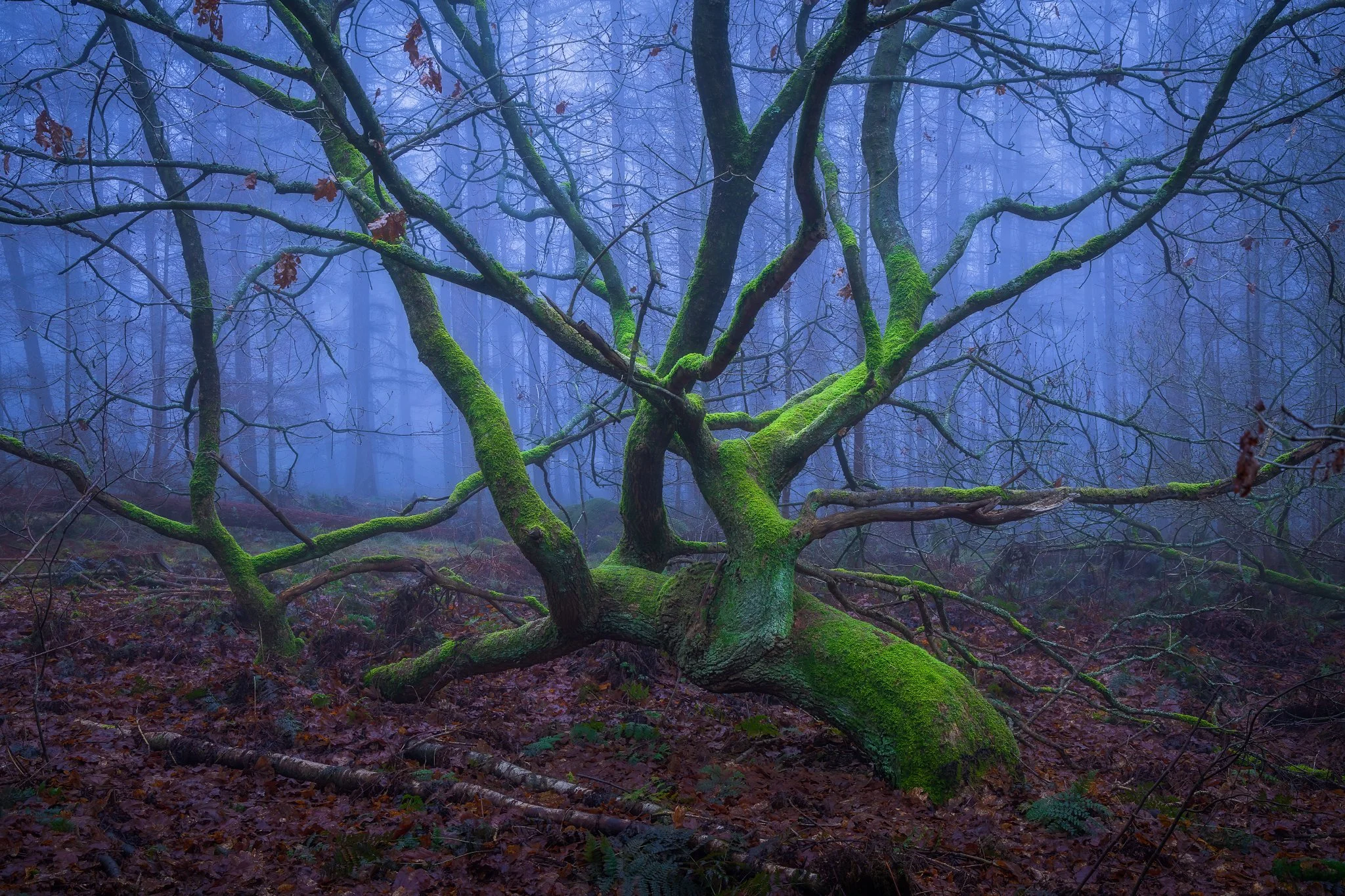 _N0A3183_2048x1365_U_100_Original ratio.jpg