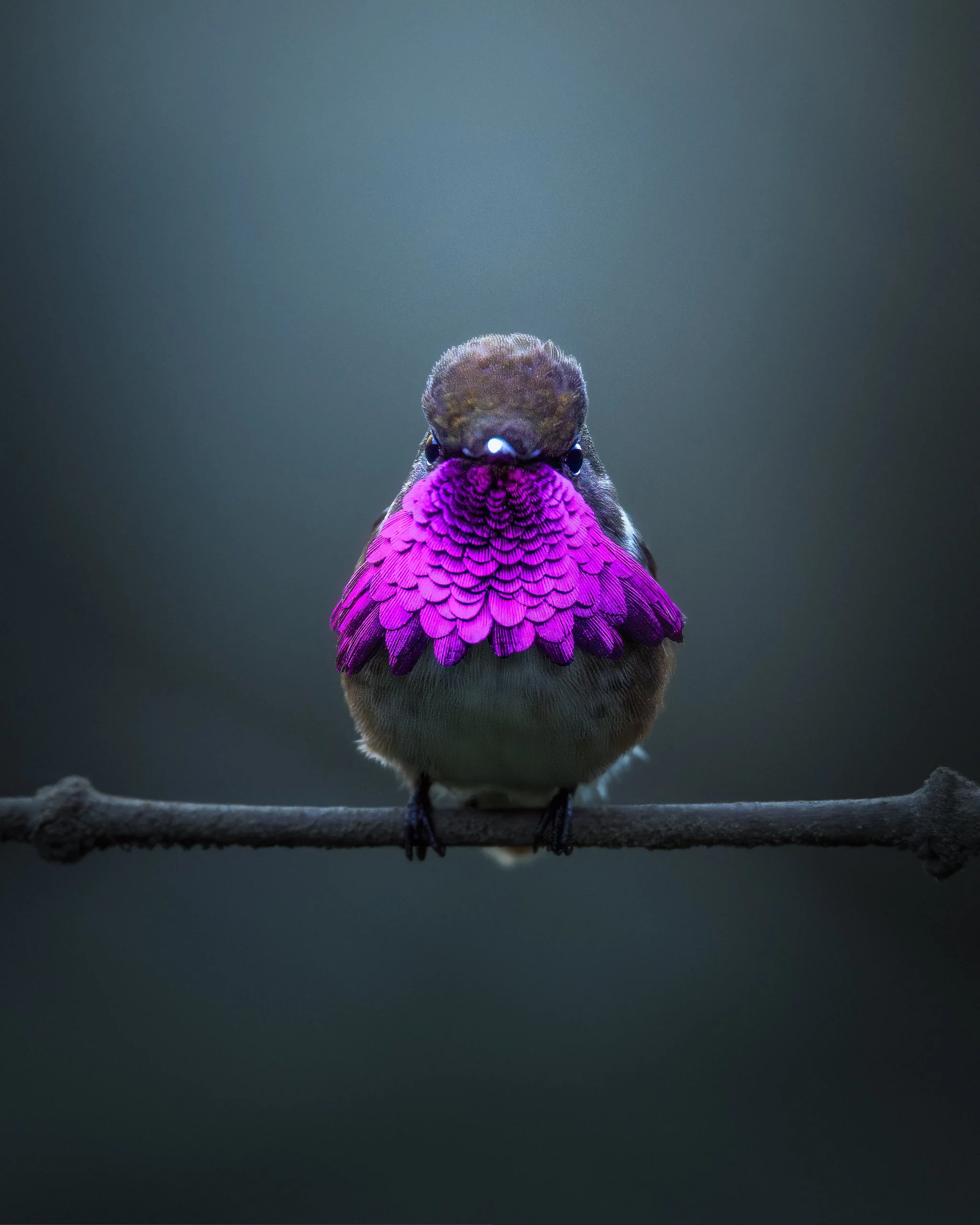 _N0A7049_2048x2560_U_100_Original ratio.jpg