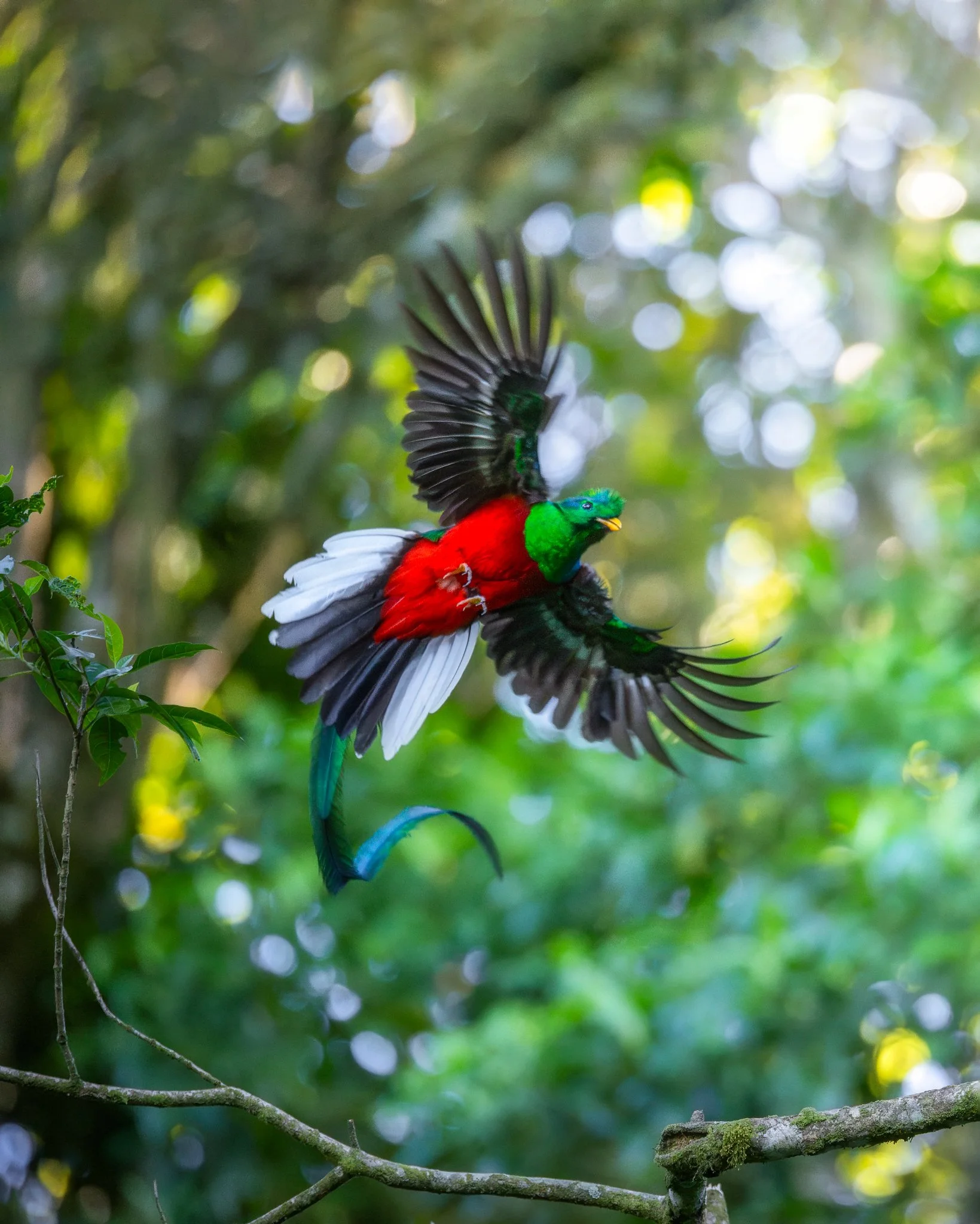 Quetzal tour – Atitlán, Guatemala