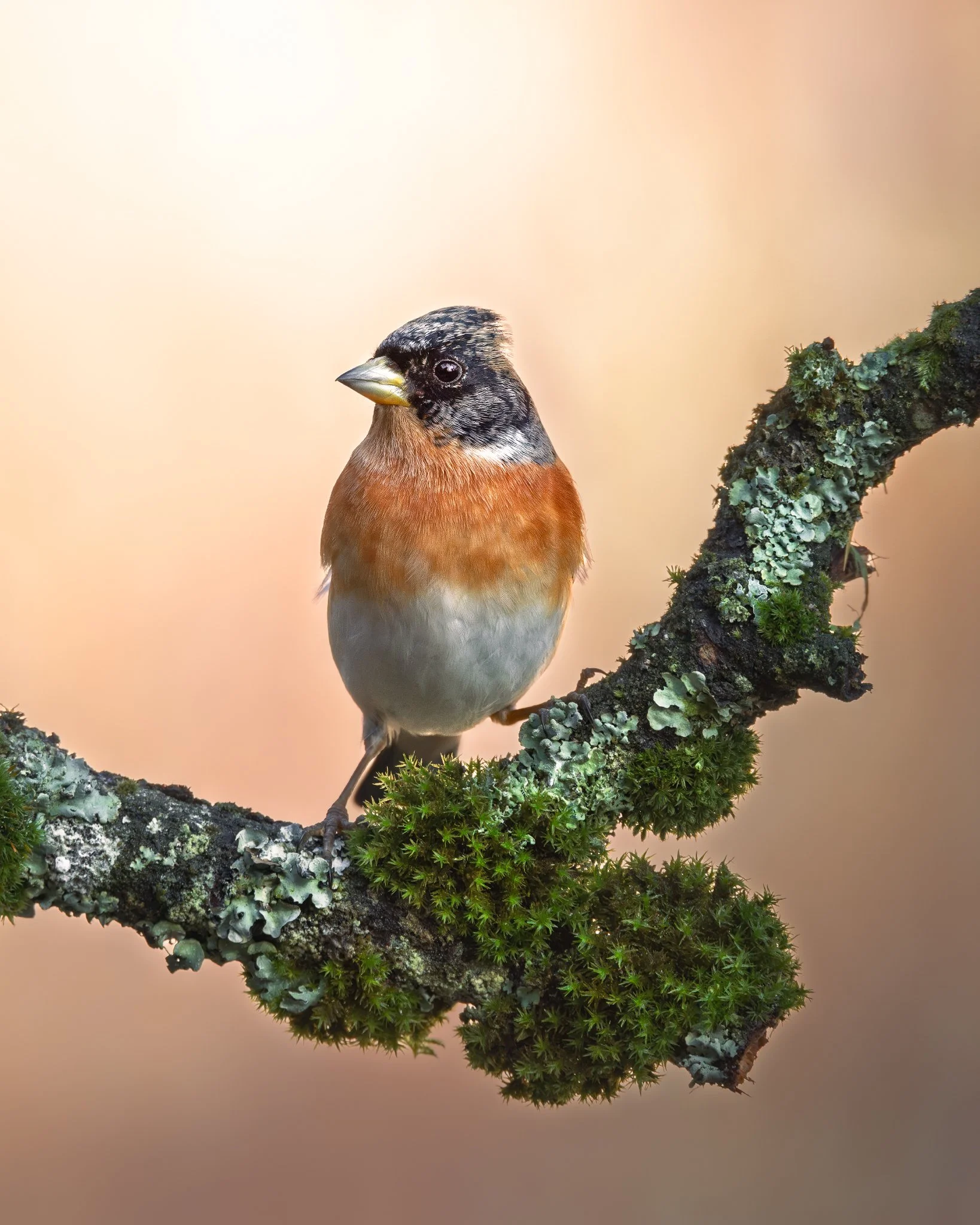 _N0A5563-Mejorado-NR-Editar_1638x2048_U_100_Original ratio.jpg