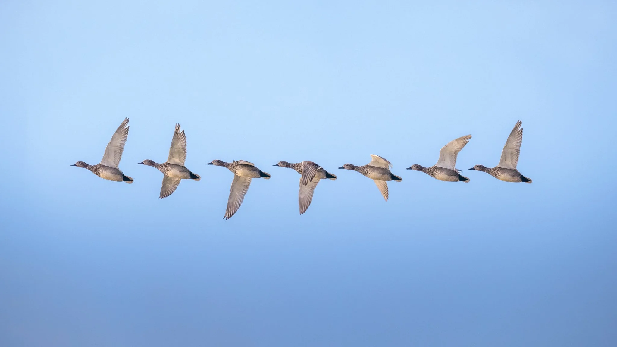 krak eend_2048x1152_U_100_Original ratio.jpg