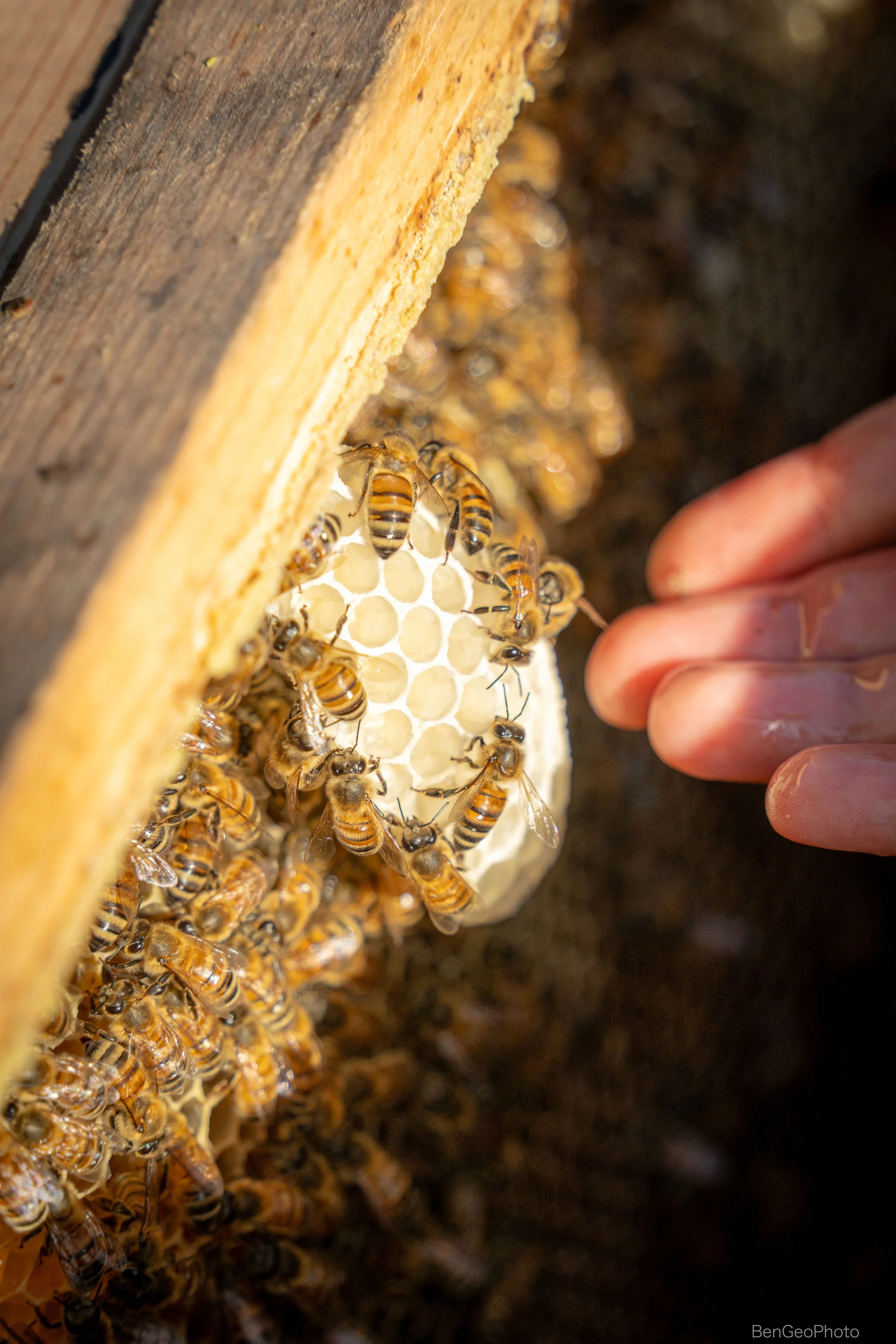 Close-up of honeybee hive with bees working on honeycomb inside a wooden frame